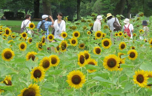 大阪 吹田 万博記念公園で ひまわりフェスタ 産経ニュース