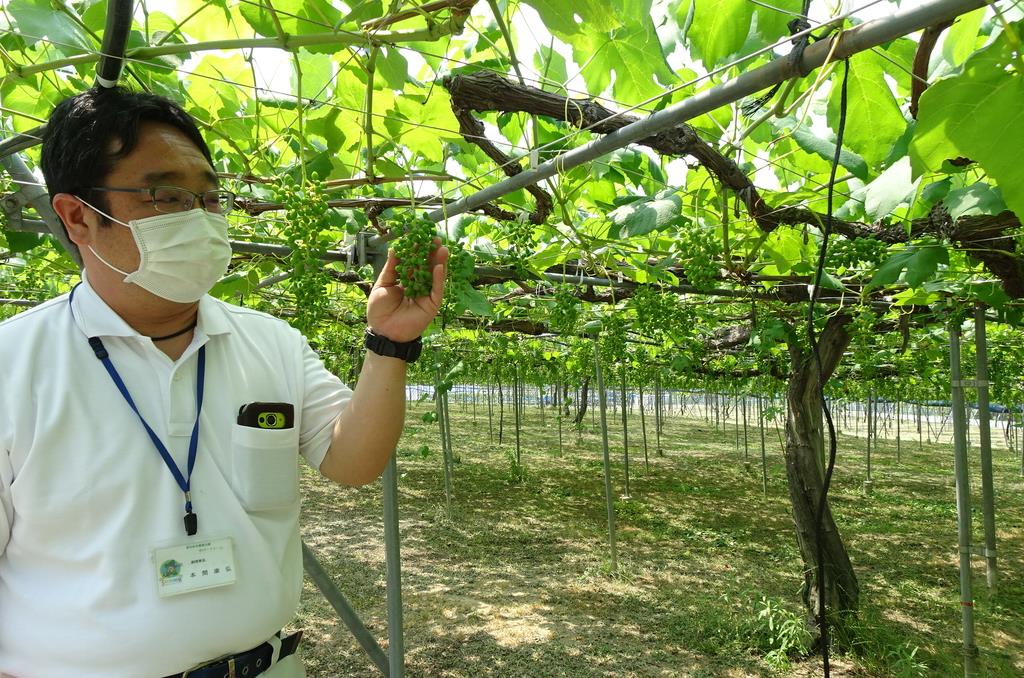 コロナ禍 行き場を失った大阪の名産野菜 イザ