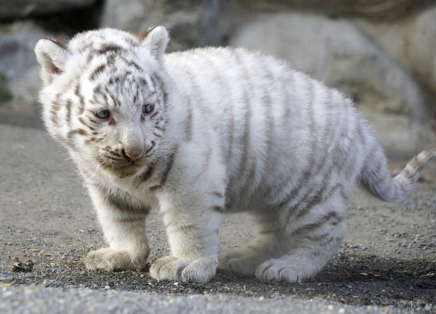 ふわふわ白トラ赤ちゃん 東武動物公園で1月公開 まるで