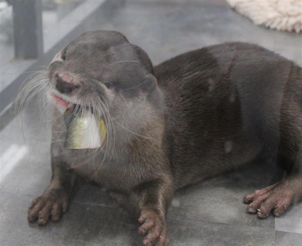今週の注目記事】カワウソは本当にかわいいか…〝総選挙〟で50万票の