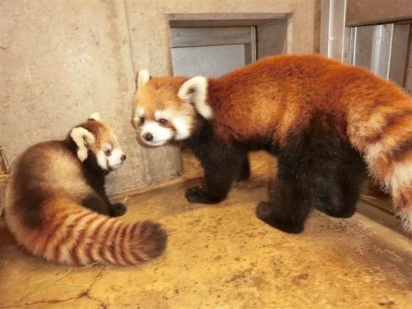 レッサーパンダの赤ちゃん１３日から公開 こども動物自然公園 産経ニュース