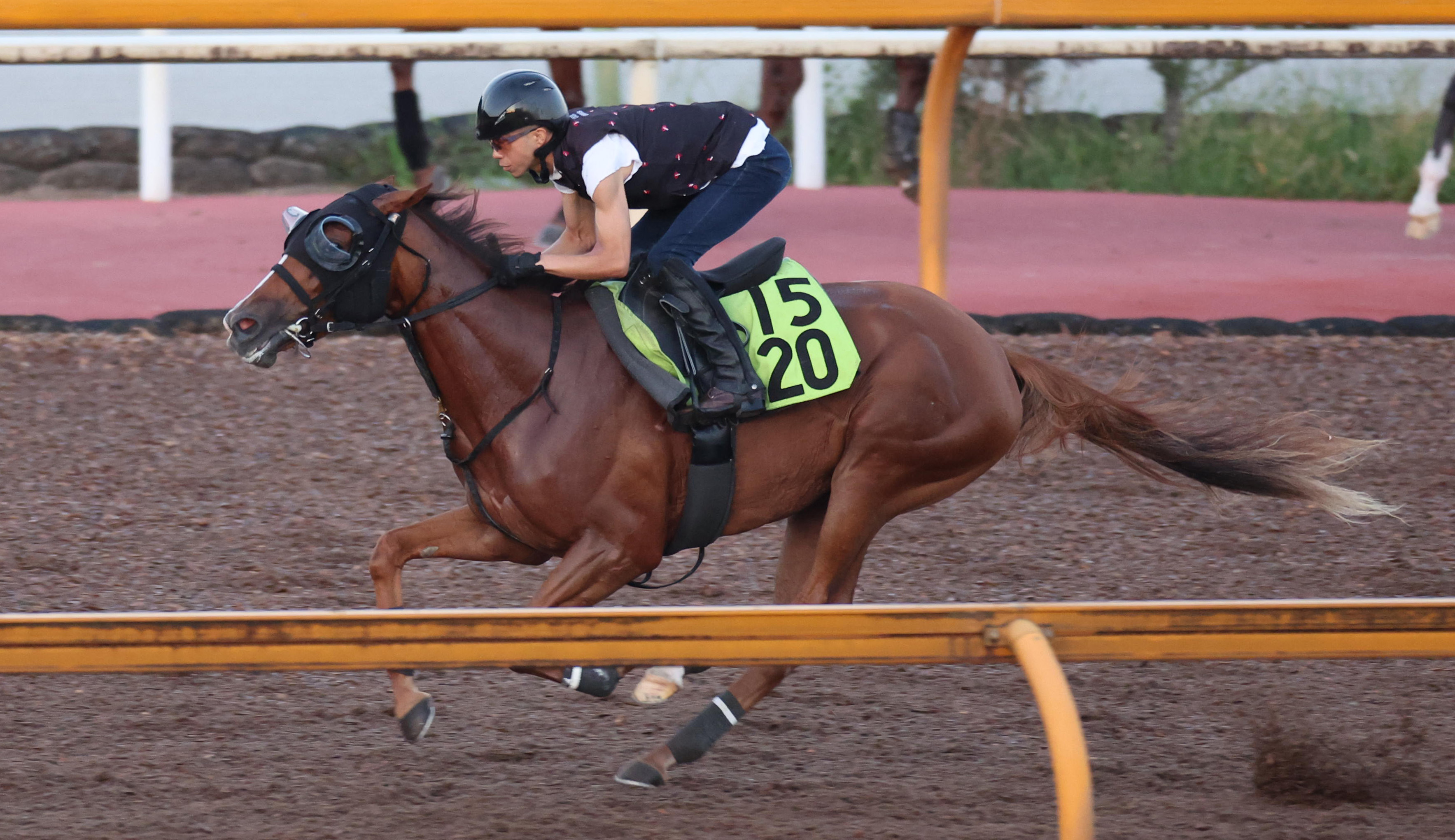 新潟2歳S 追い切り】フェスティバルヒルあっさり3馬身先着で態勢