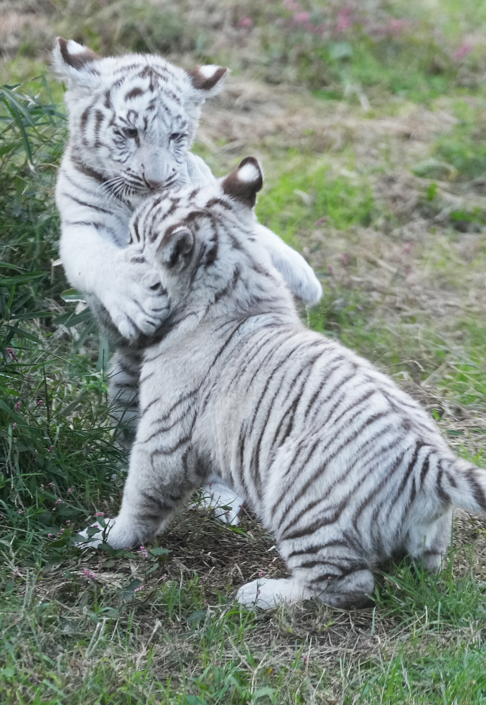 動画】すくすく成長、王者の片鱗チラリ ホワイトタイガー ツキとシグレ