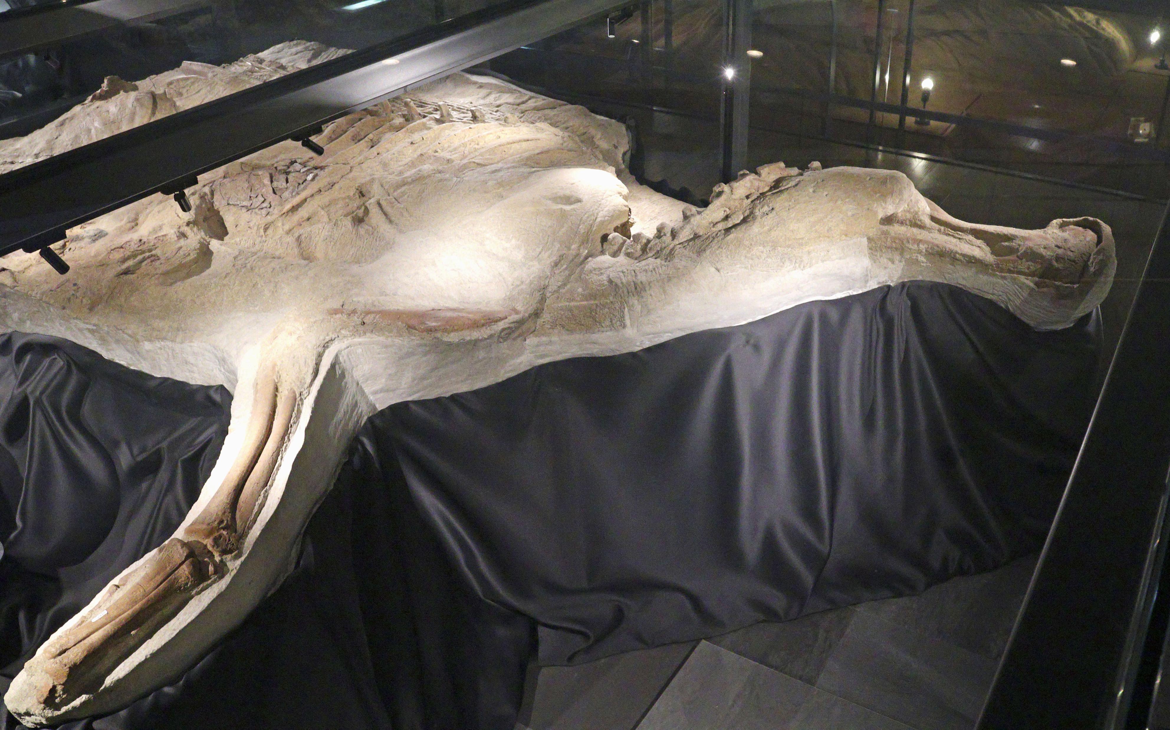 【旧裏】カイリュー 化石の秘密 ARS9【美品】 古びたはねの化石[ミラー仕様][モンスターボール柄]【ポケモンカード