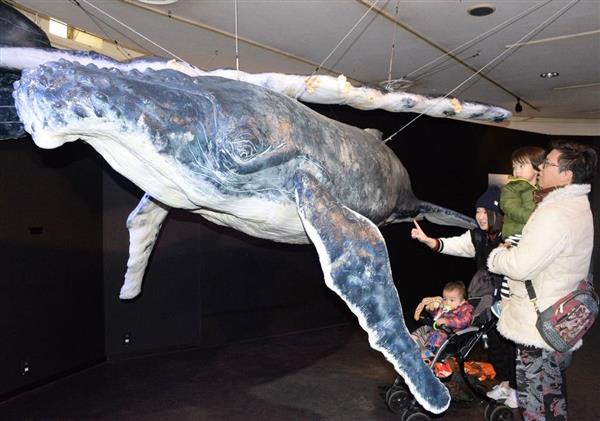 全長4メートルの子クジラ…実物大模型お目見え 須磨海浜水族園 - 産経