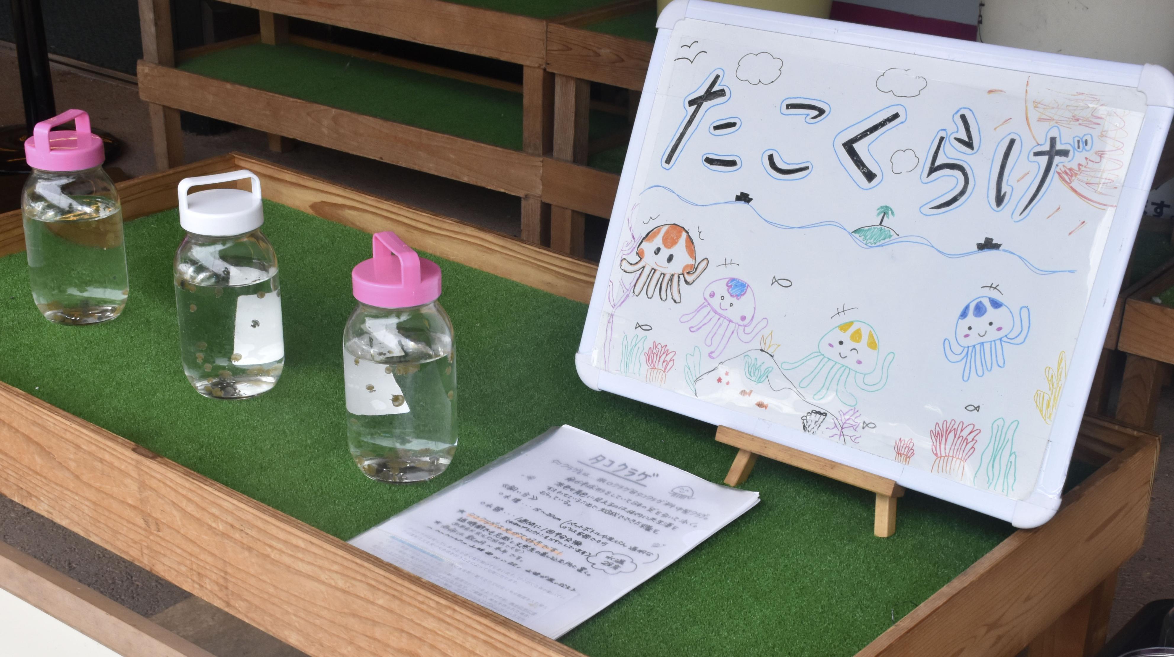 クラゲくらげさん専用 クラゲ瓶詰、癒やし人気 道の駅で販売、高知・黒潮 - 産経ニュース