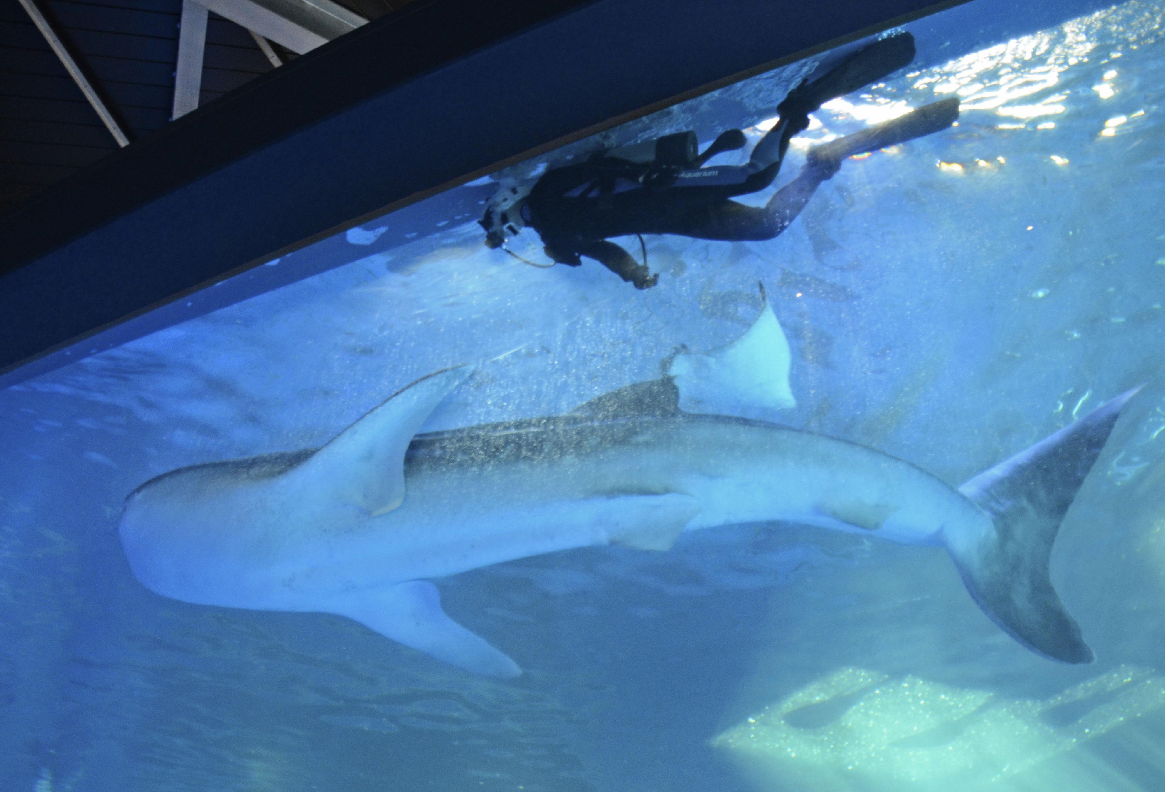 被災した石川・七尾「のとじま水族館」にジンベエザメ 能登地震で犠牲