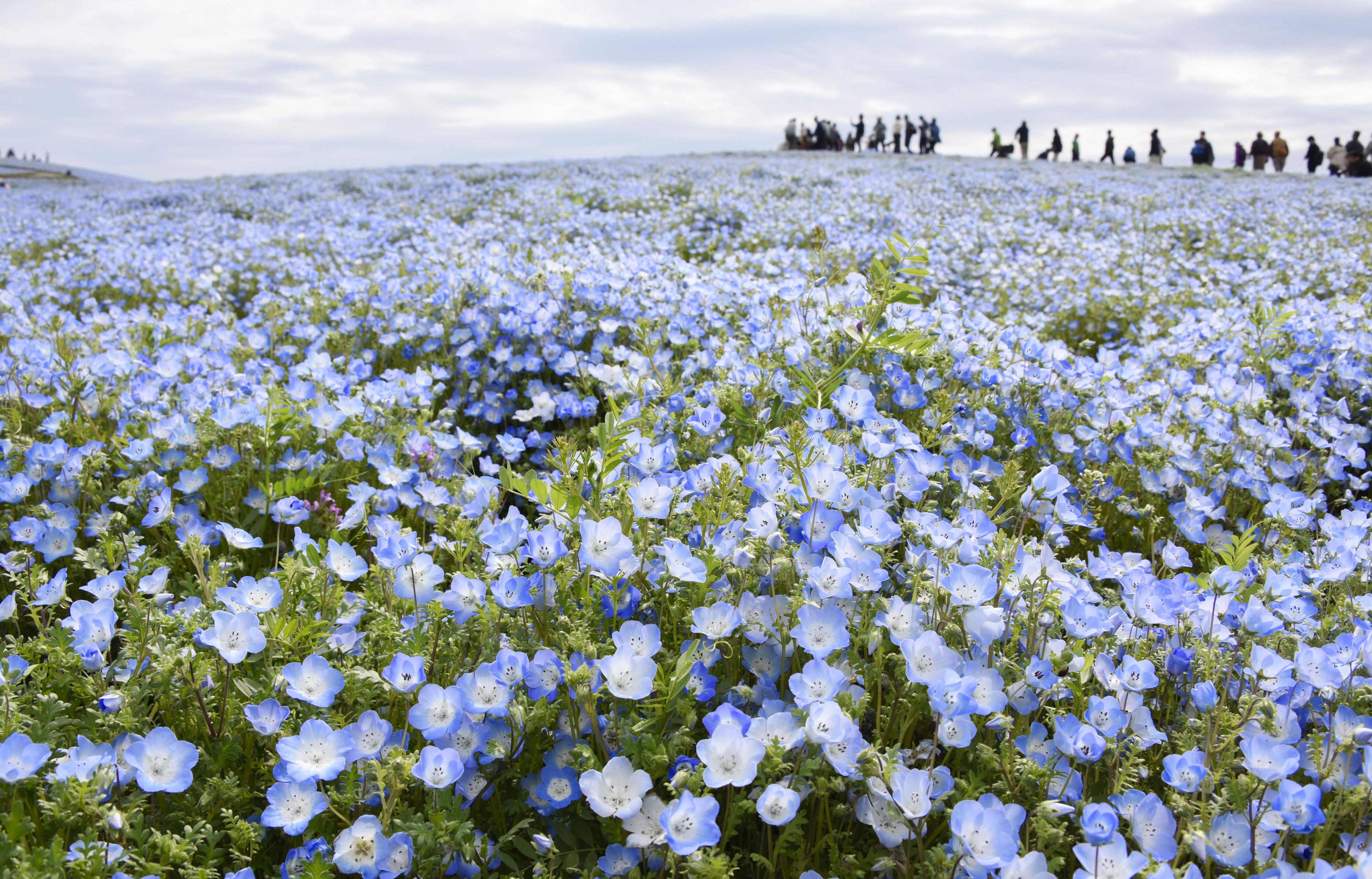 春の絶景・丘一面が青、ネモフィラ約530万本が満開 茨城・ひたち海浜