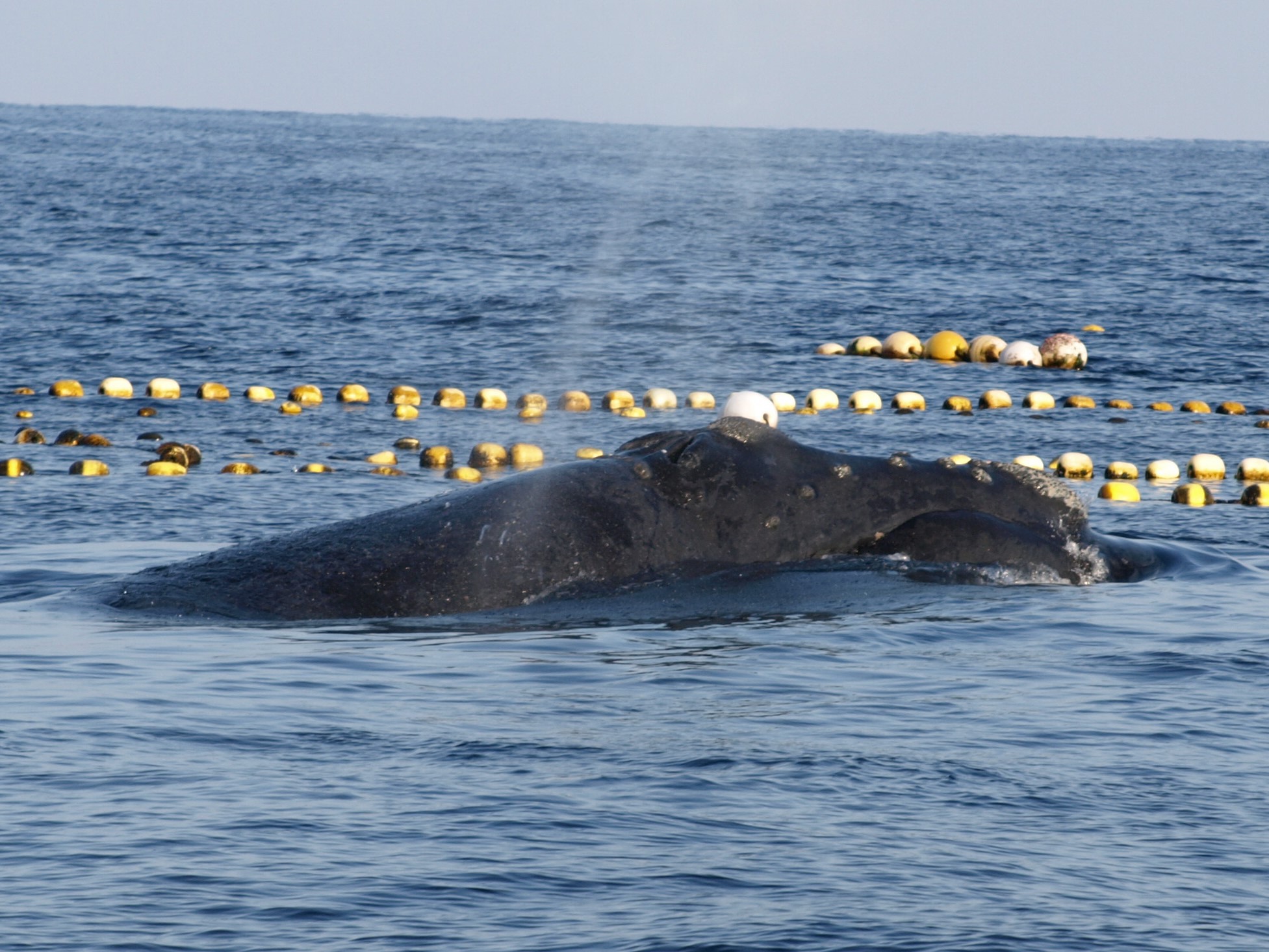 くじら日記】意外と多い迷い込むクジラ - 産経ニュース