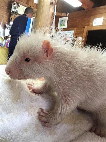 縁起が良い 白いヤマアラシの赤ちゃん誕生 １０日ごろから公開 千葉 市原ぞうの国 産経ニュース