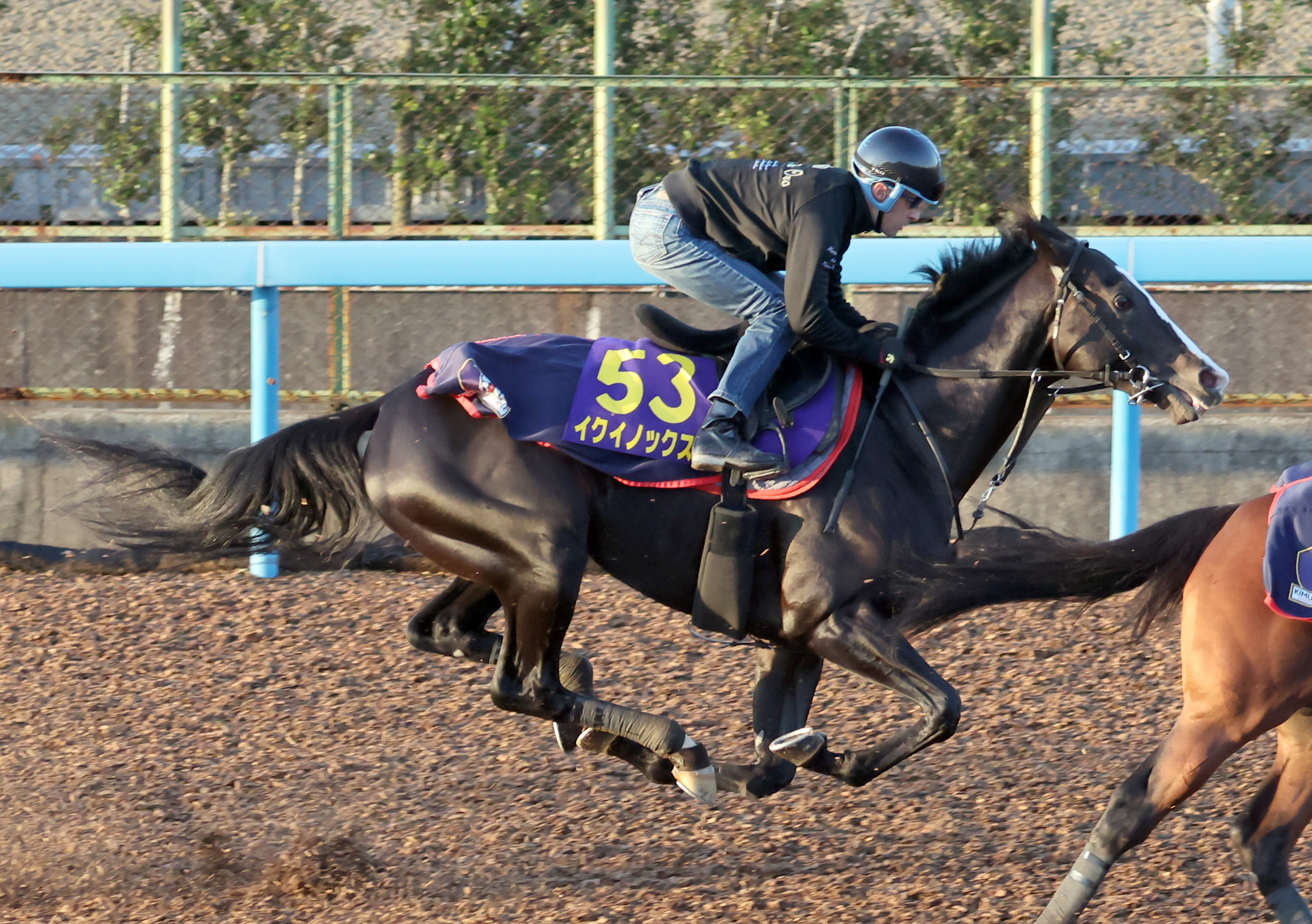 【天皇賞・秋】１週前追い ルメール絶賛！イクイノックス馬なり ...