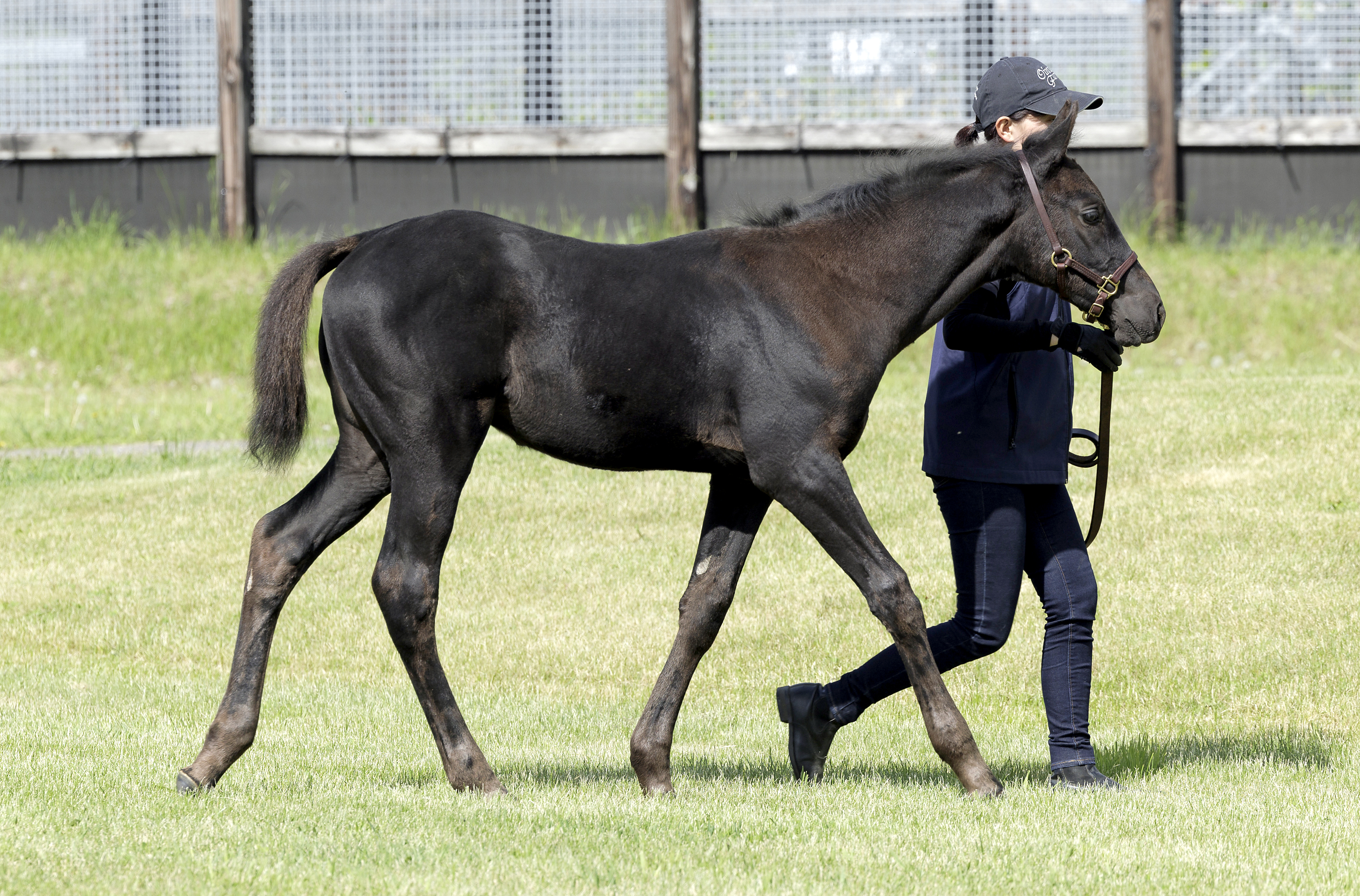 競馬　サートゥルナーリア　ジッパージャケット　ブルゾン　白　希少　非売品　M 競馬 サートゥルナーリア ジッパージャケット ブルゾン 白 希少
