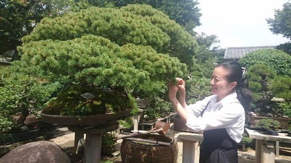 老舗あり】さいたま市 清香園 愛好家開拓 進化する盆栽（1/3ページ