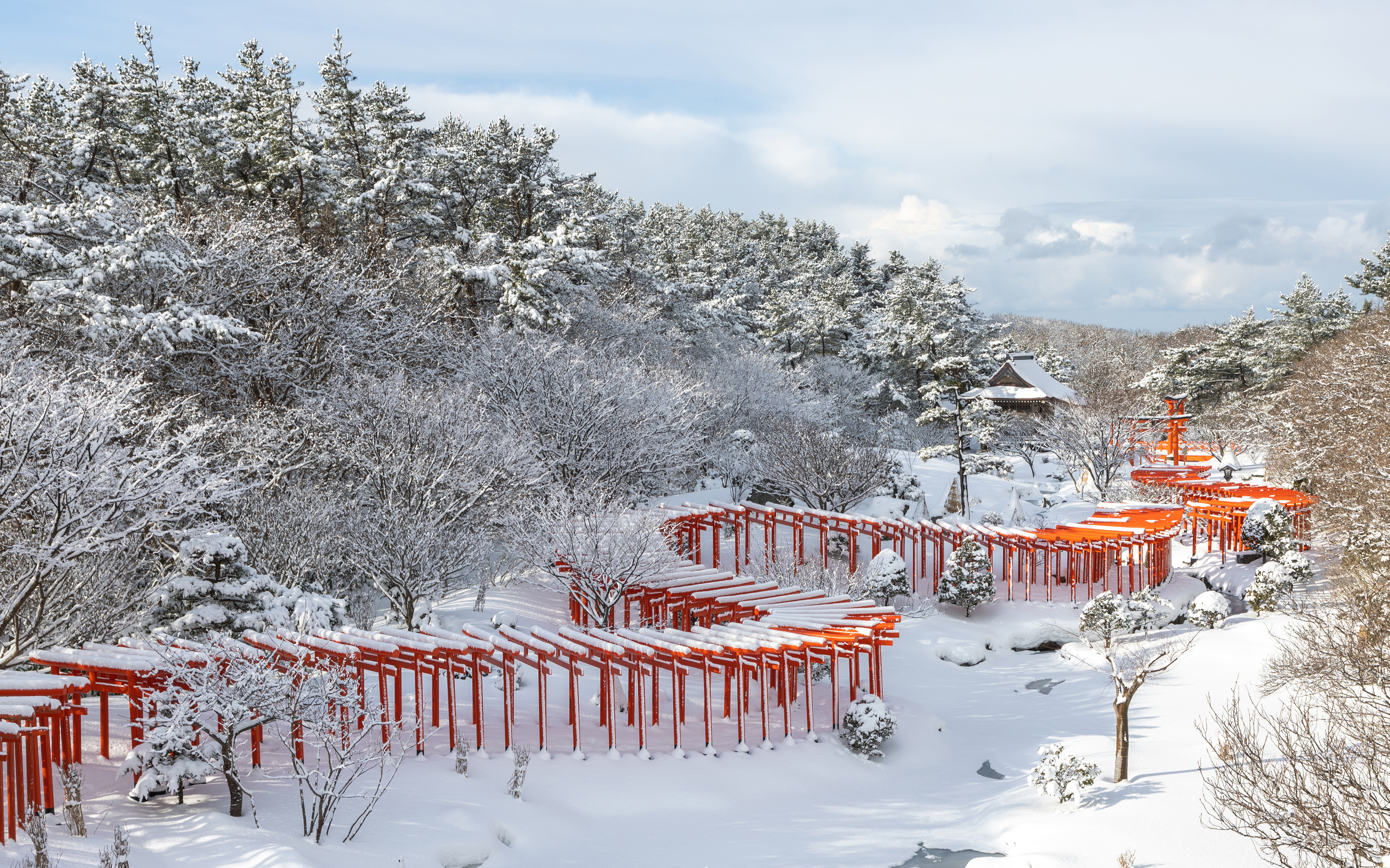 動画】高山稲荷神社、化粧直しの「千本鳥居」 銀世界に映える昇り竜
