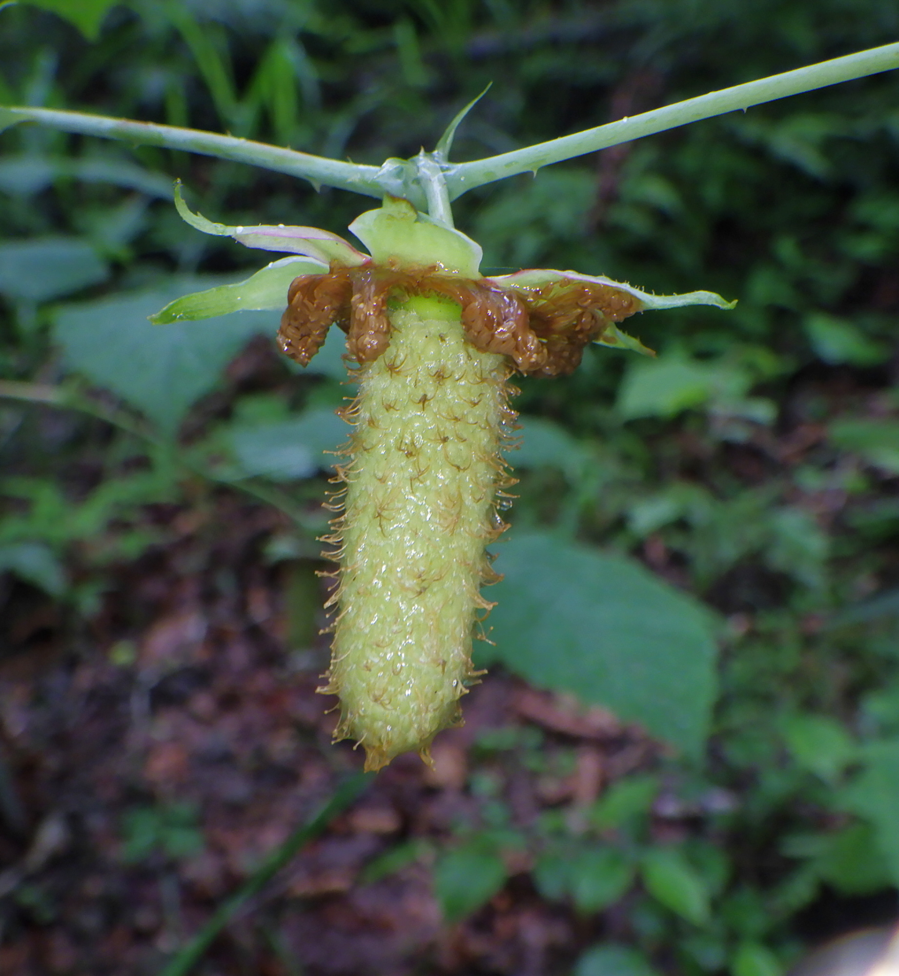 山野草　キイチゴ　木苺　ハスノハイチゴ　奈良県産 KZUTP6BZSJL5LFDPKDFXW3PCG4.jpg