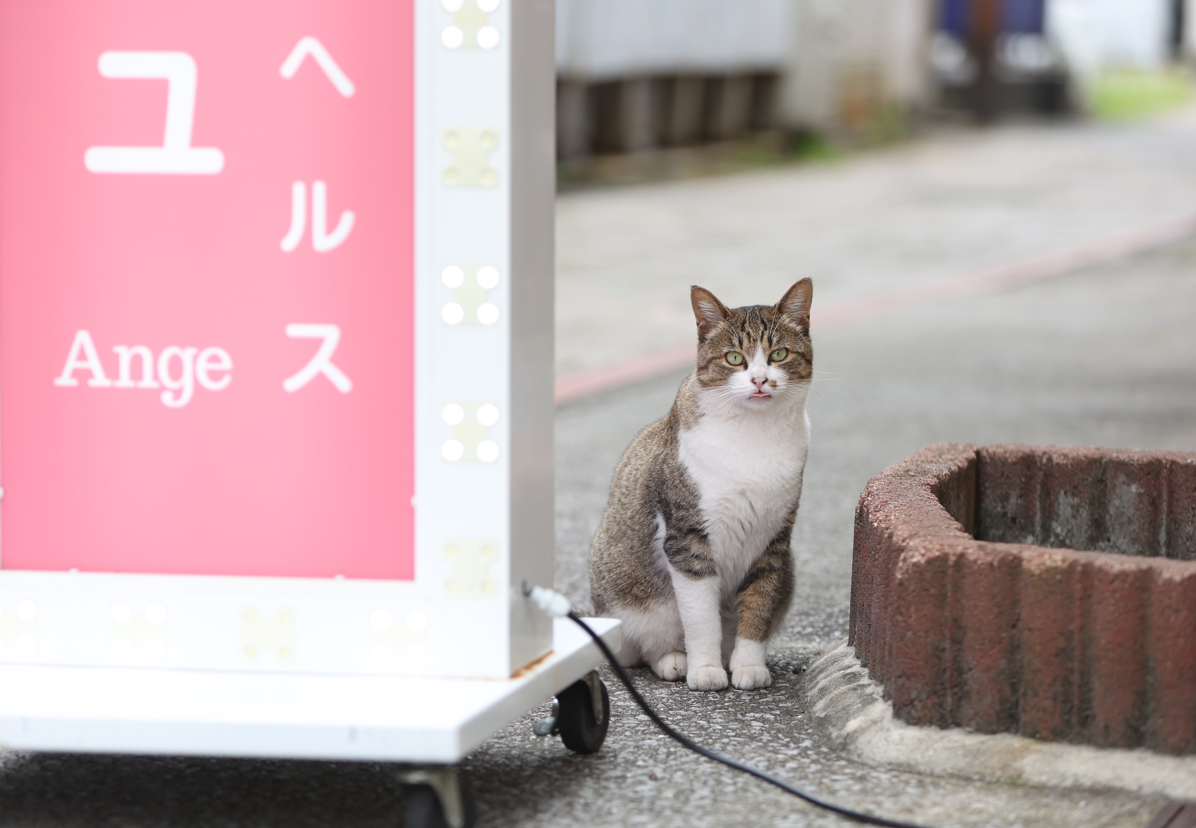 温泉街の路地裏で猫探し 大分・別府「ネコサファリ」 【肉球マニアに