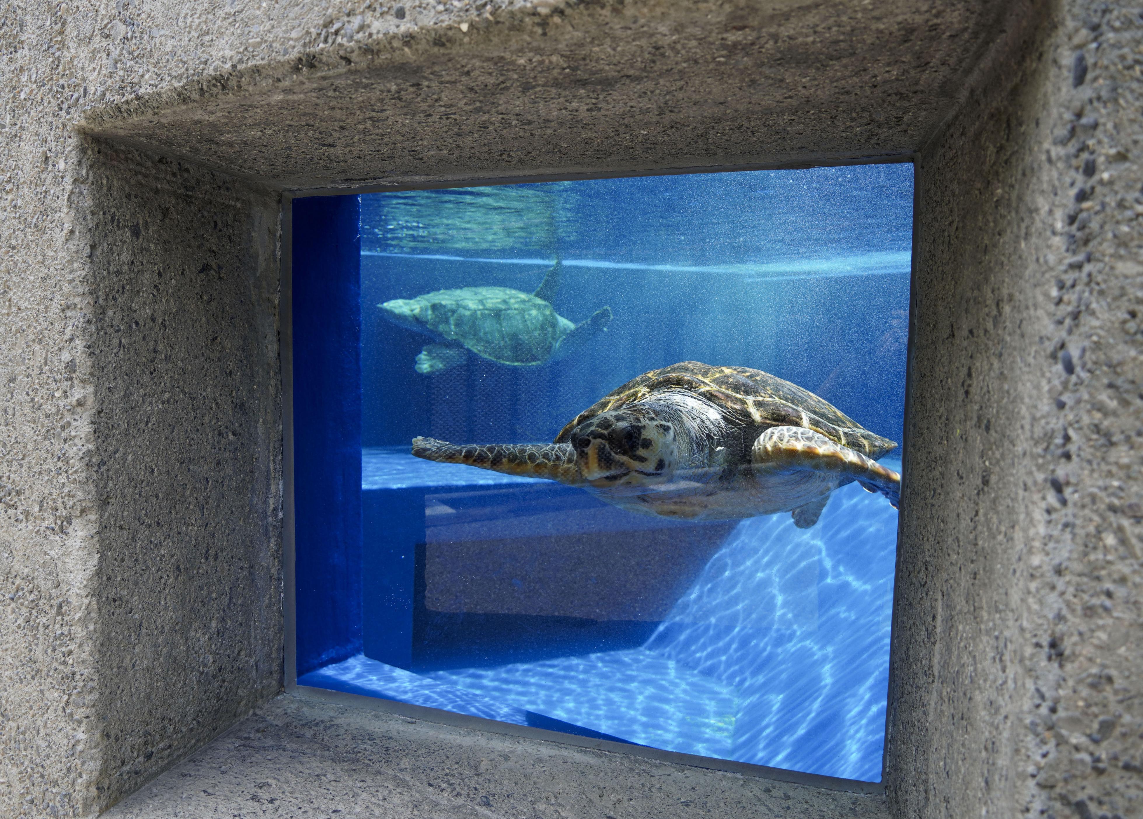 うみがめページ 徳島県美波町のウミガメ博物館がリニューアルオープン ストレスない