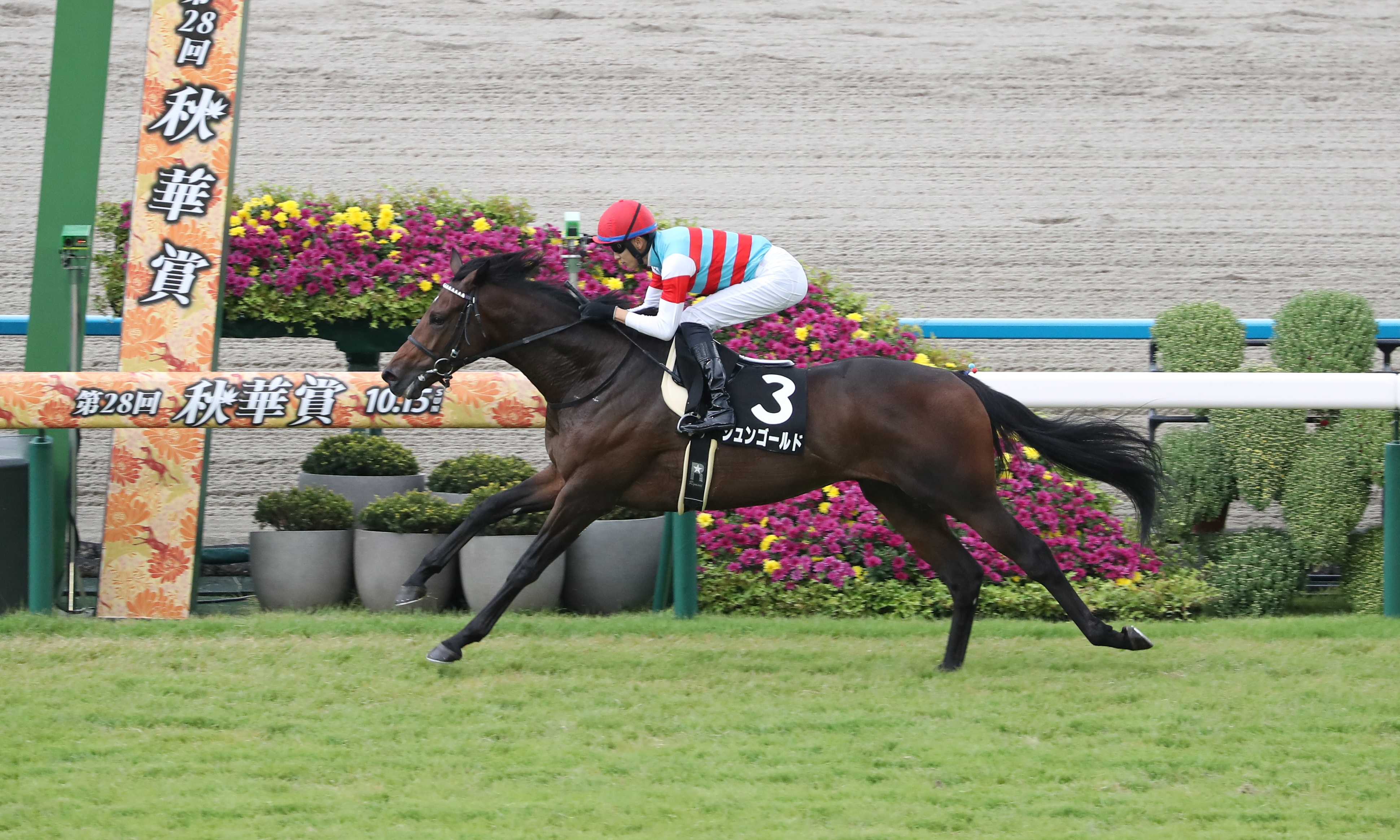 【紫菊賞】ジュンゴールドが３馬身半差の圧逃Ｖで無傷２連勝！