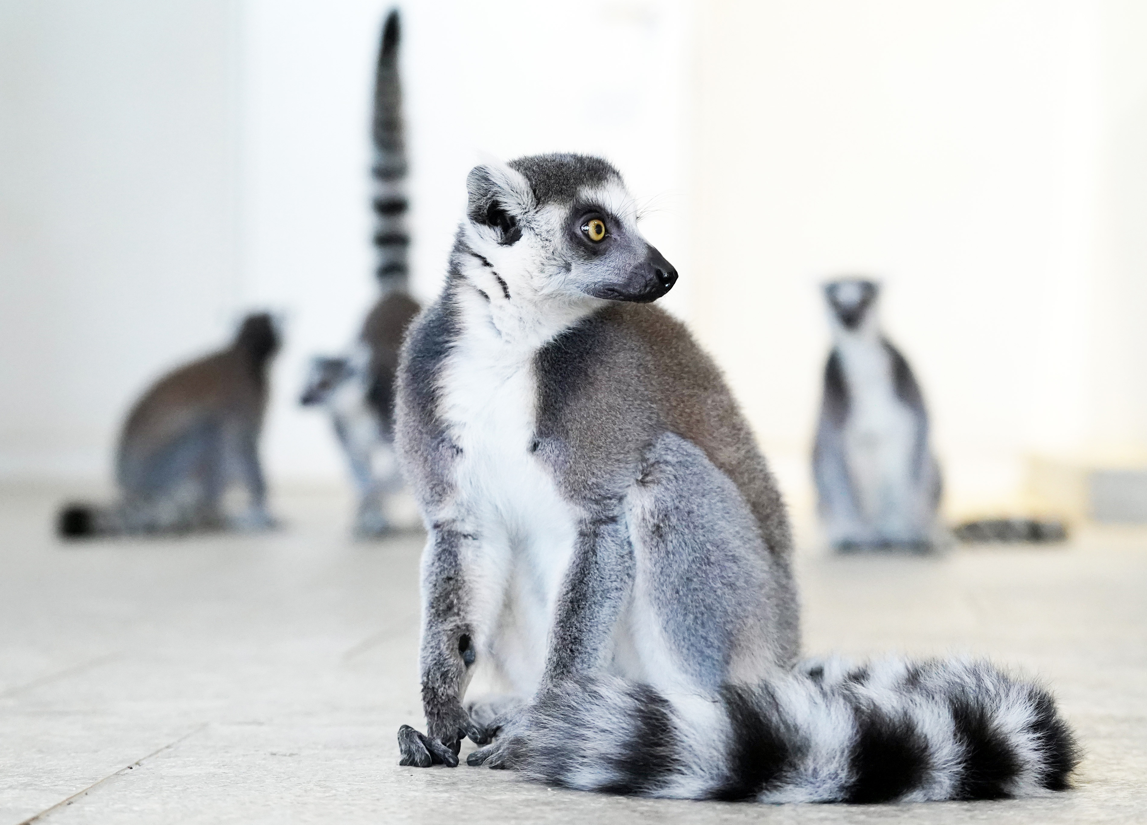 動画】個性さまざま仲よし10匹 ワオキツネザル ニフレル（吹田市