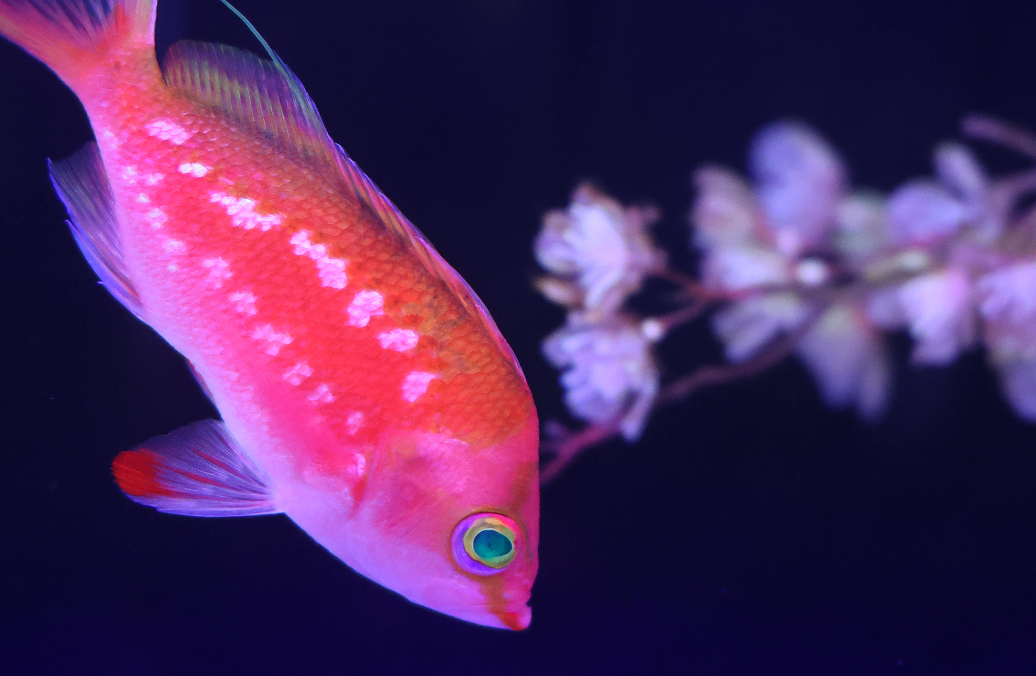 廃盤☆ナルミ エグゼクティブコレクション カンブリアシリーズ 花瓶 ゴールド 魚 水族館で楽しむ「屋内花見」、桜色に染まる魚やクラゲたち マクセル