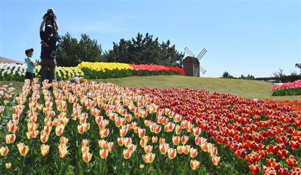 多種多様チューリップ見頃 国営明石海峡公園 パーティー 開幕 兵庫 産経ニュース