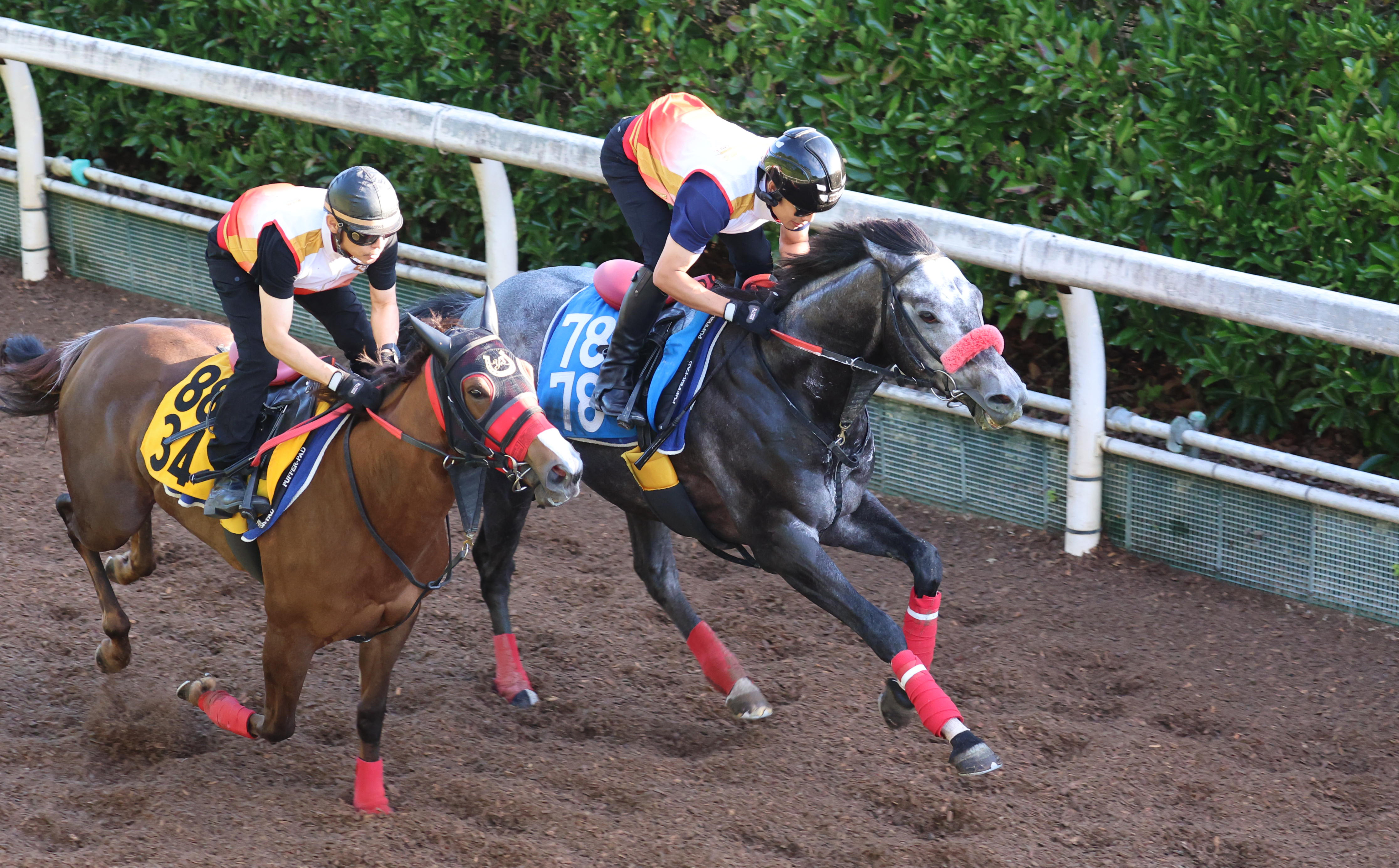 しらさぎS 追い切り】元気はつらつ！ ミニトランザットは坂路ラスト12 