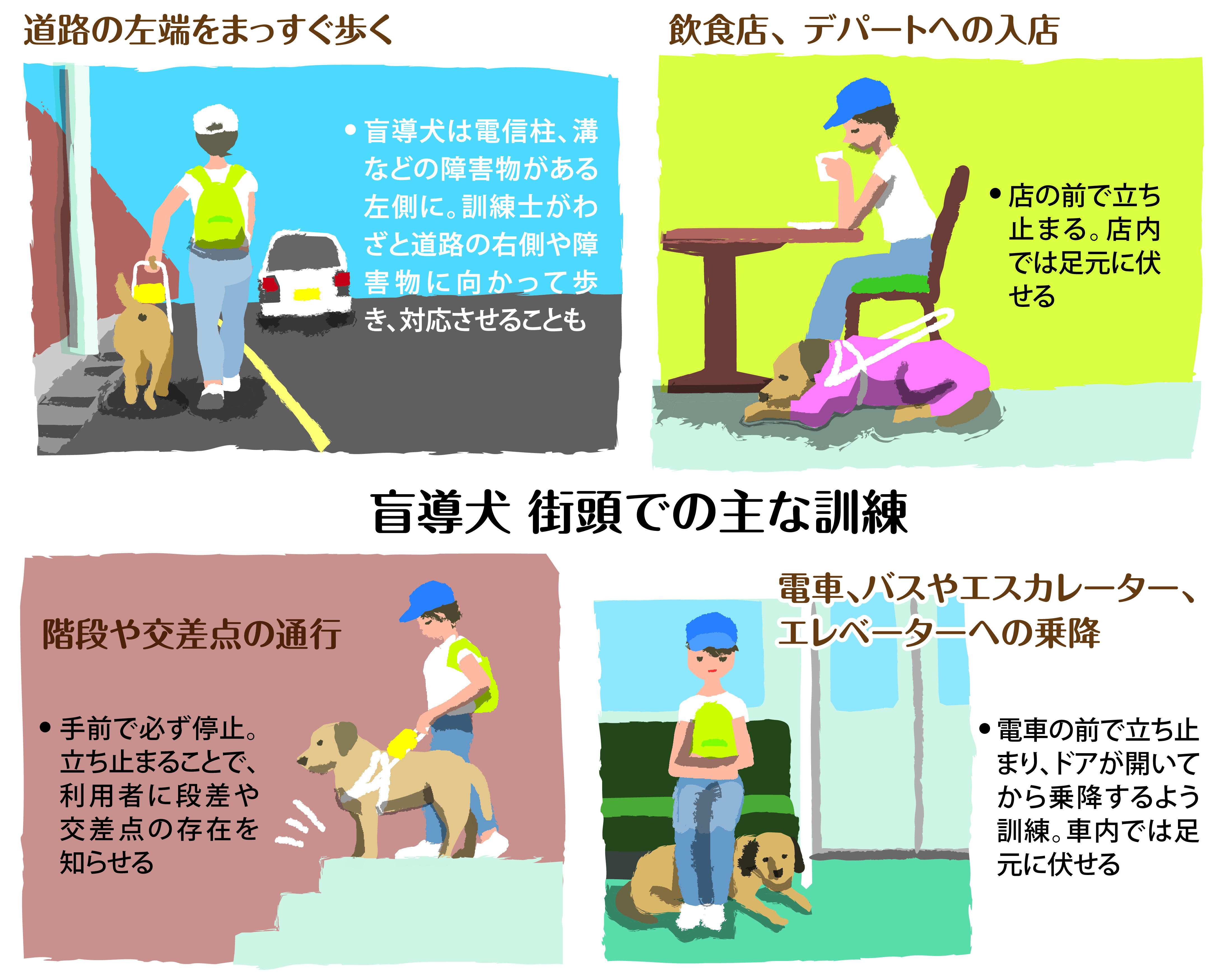 盲導犬のいま】（中）「グッド」で育ててよく観察 訓練士がみせる職人