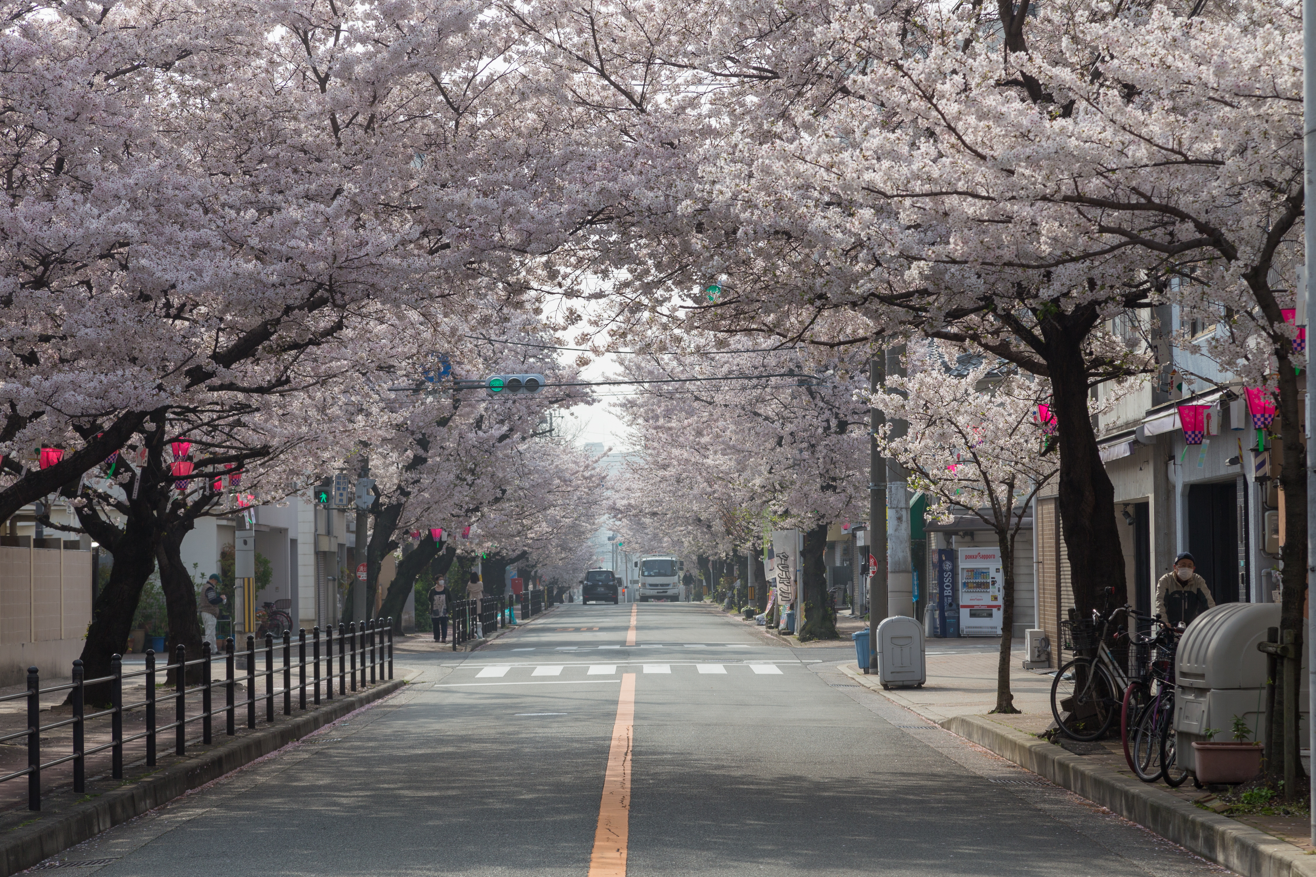 地域名所「桜通り」に高齢化の波 倒木、毛虫、沿道波打ち