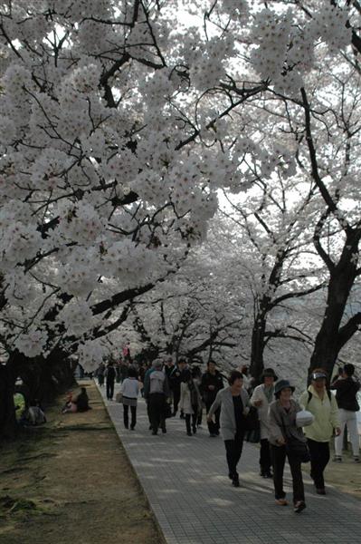 桜のトンネル ３月３１日から祭り 京都 宇治川 木津川の背割堤 産経ニュース