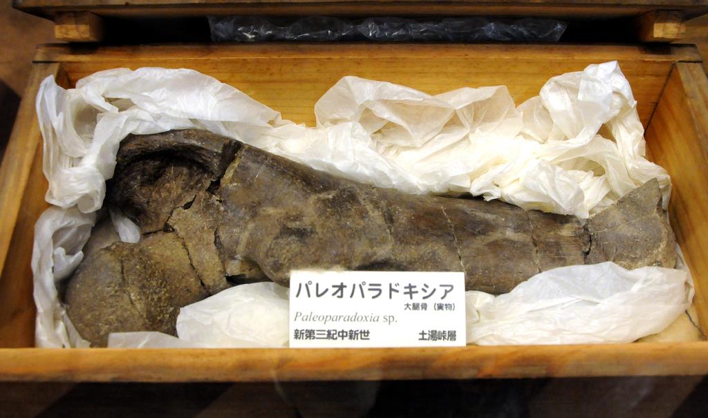 絶滅海生哺乳類の化石を展示 筑波大 - 産経ニュース