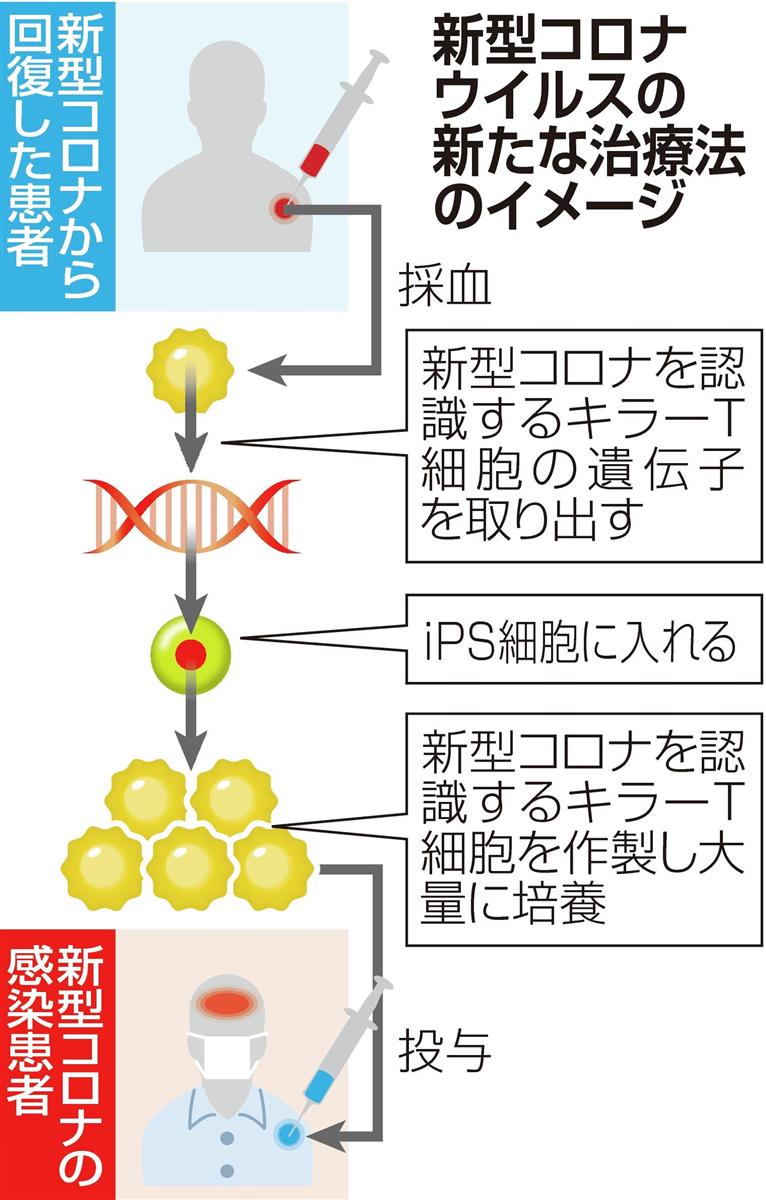 ｉｐｓ使いコロナ治療法開発へ 京大発ベンチャーと藤田医科大 産経ニュース