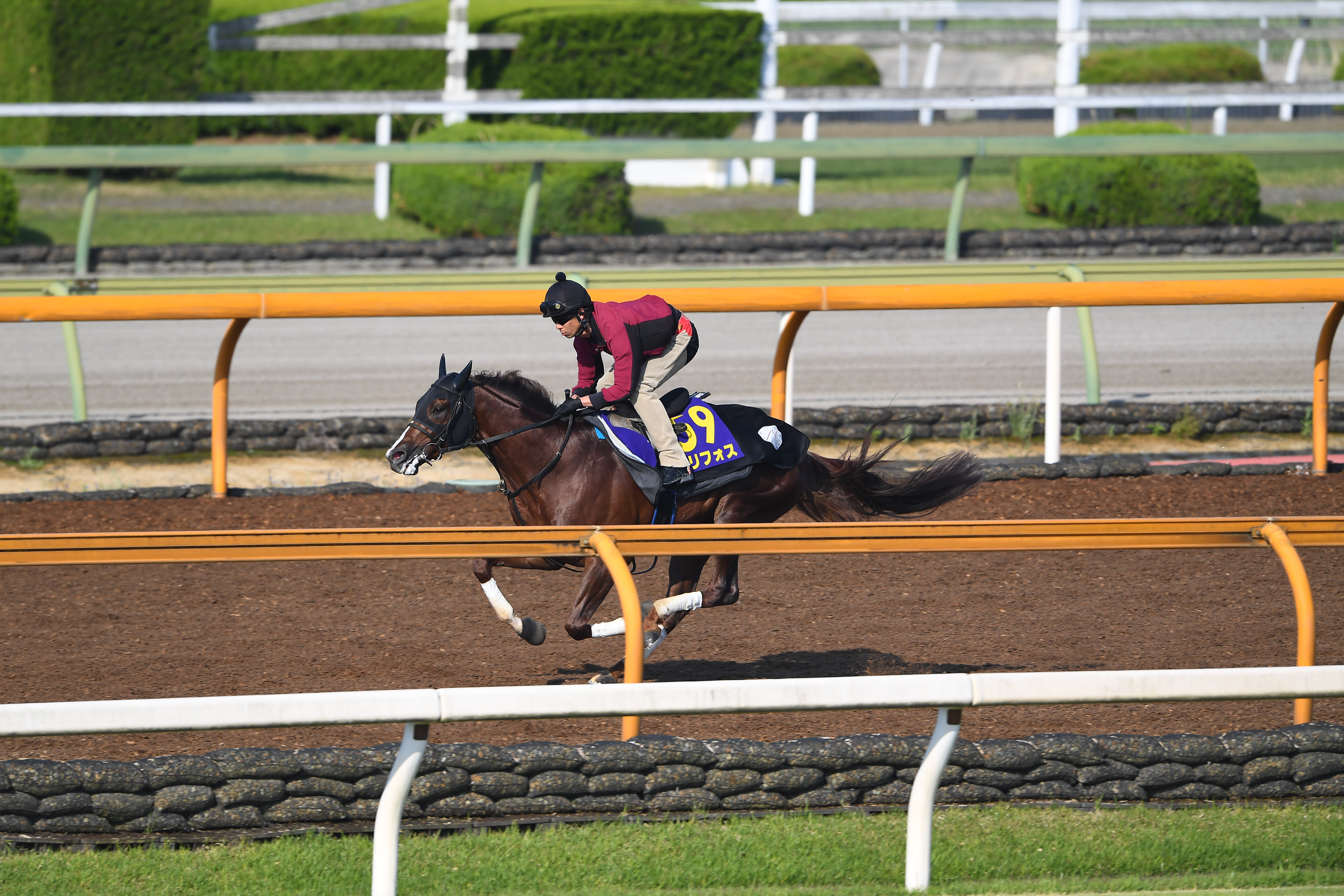 競馬 G1 セリフォス コート 新商品のご紹介 スポーツ・レジャー