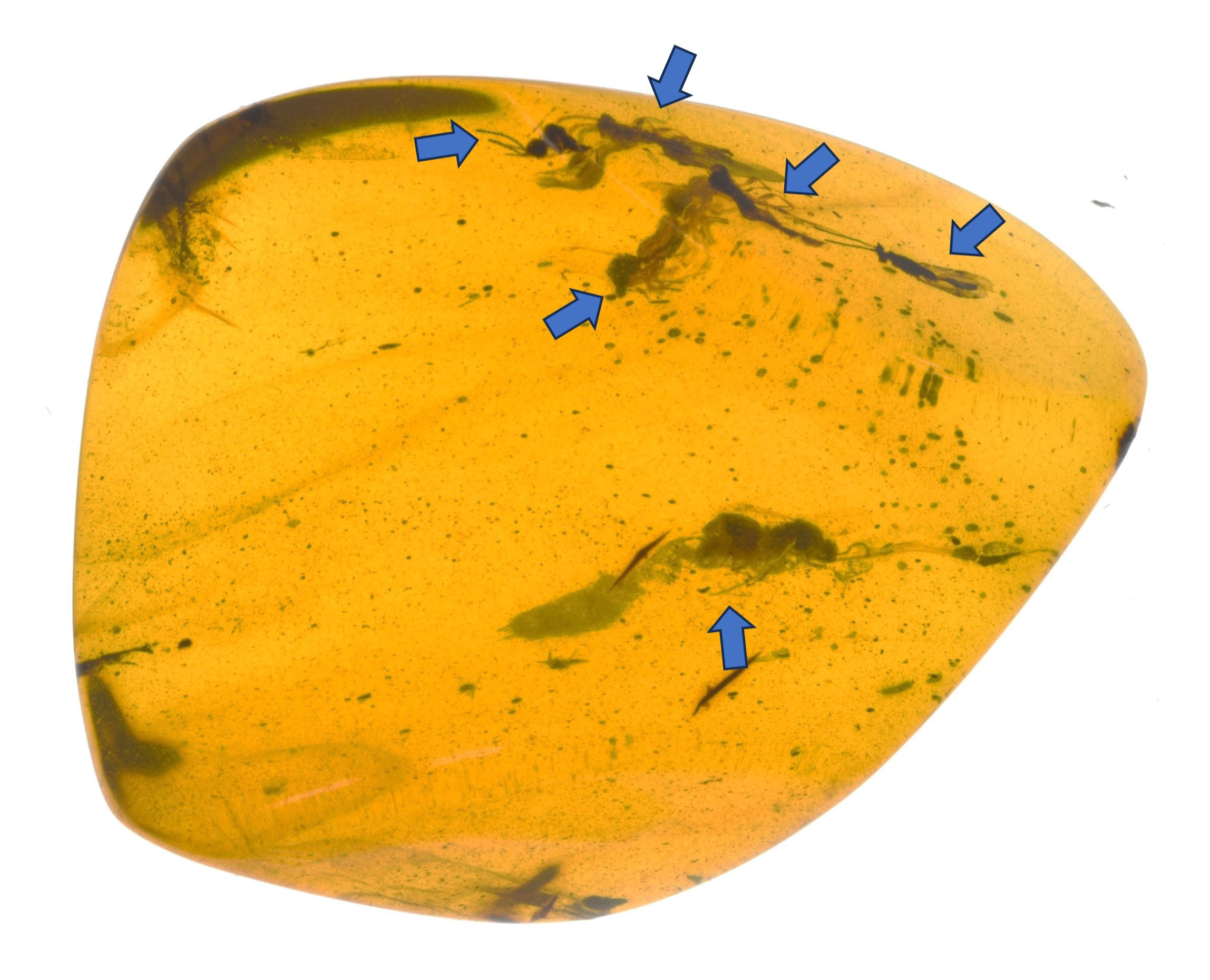 琥珀に寄生バチの化石6匹 新種か、白亜紀後期9000万年前の地層から発見