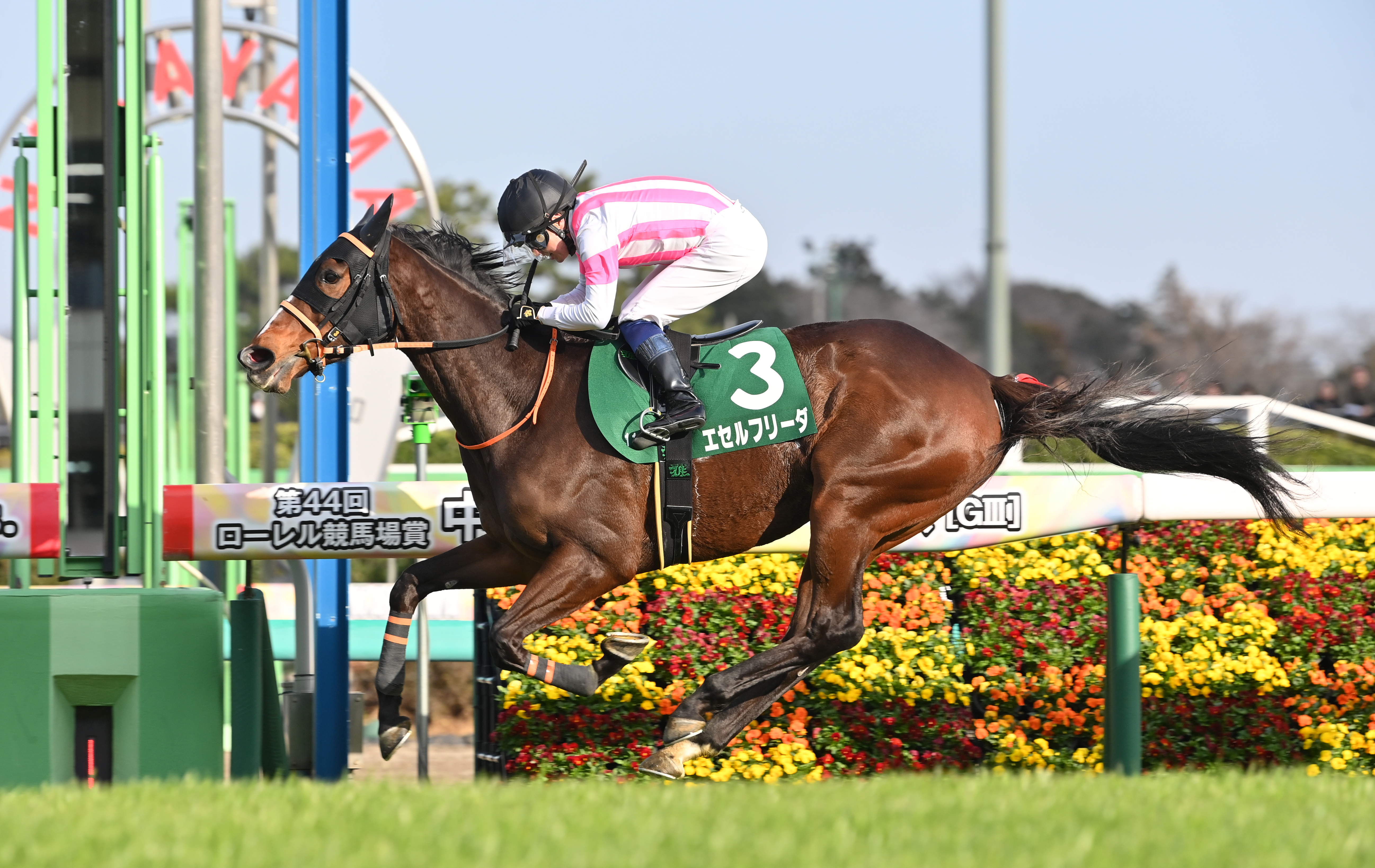 中山牝馬S優勝エセルフリーダは産経賞オールカマーからエリザベス女王