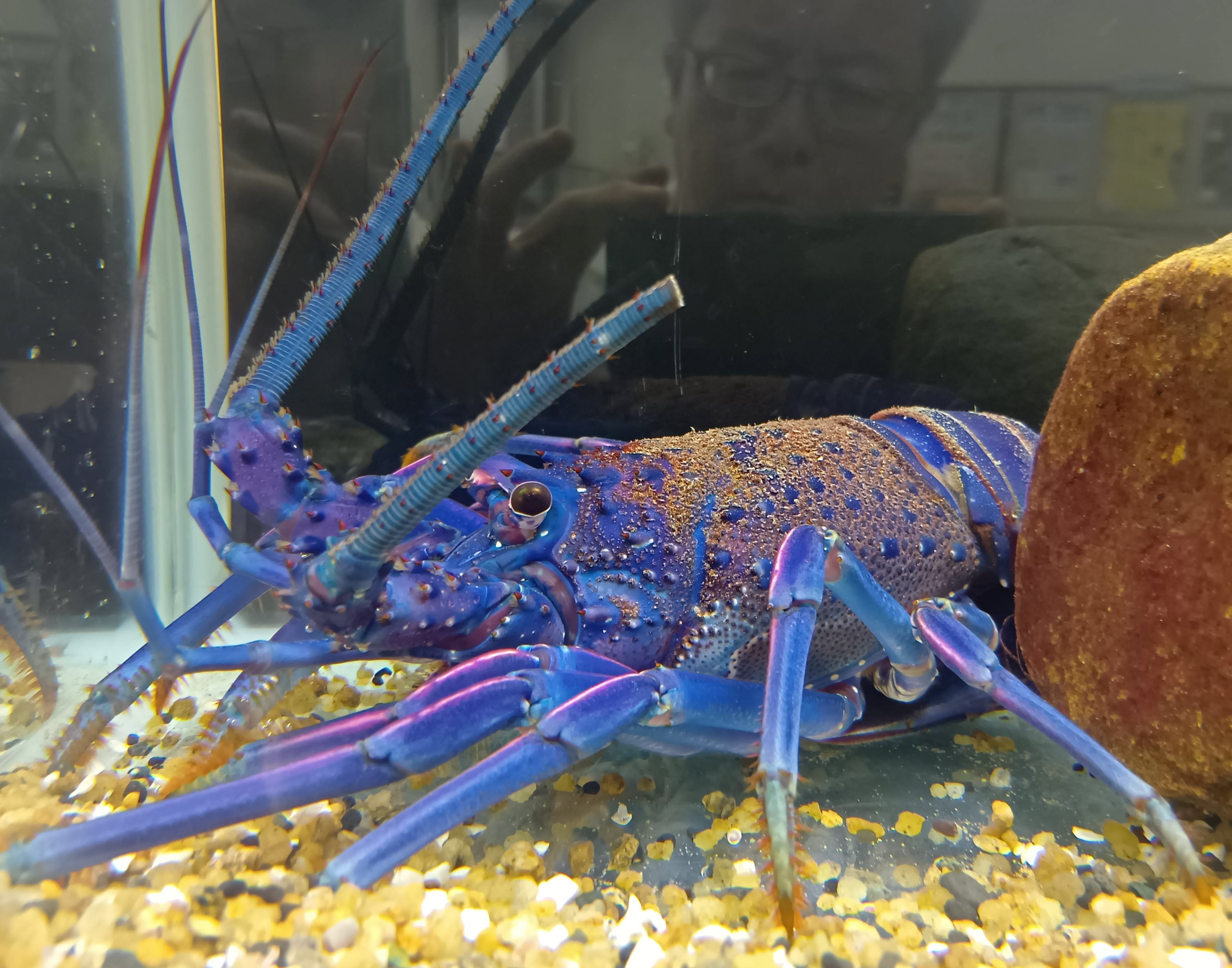 青」「白」の伊勢エビ2尾「見たのは初めて」、海の博物館で展示 千葉