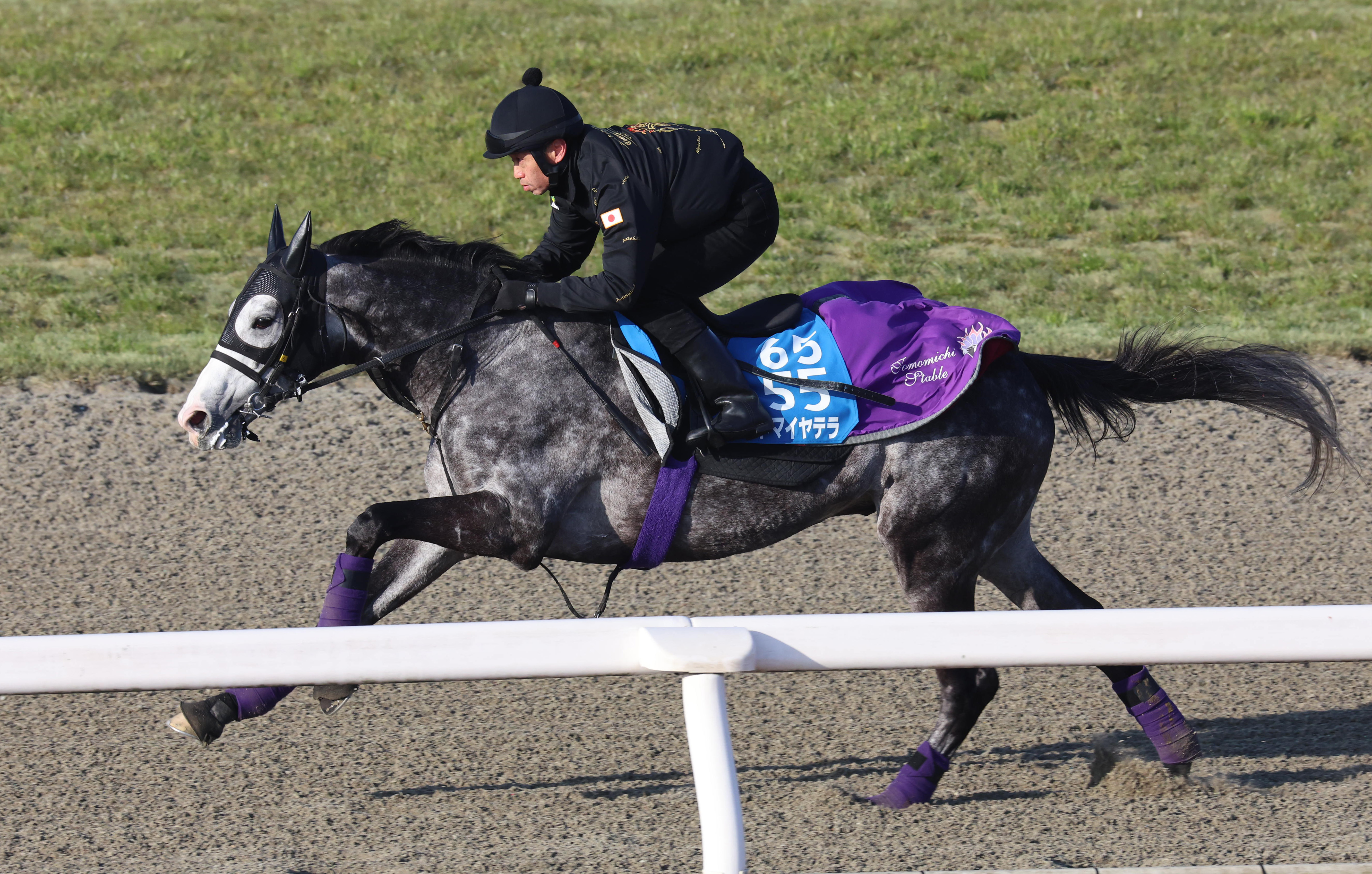 阪神大賞典 追い切り】アドマイヤテラ臨戦態勢整う 栗東DPで軽快83秒3