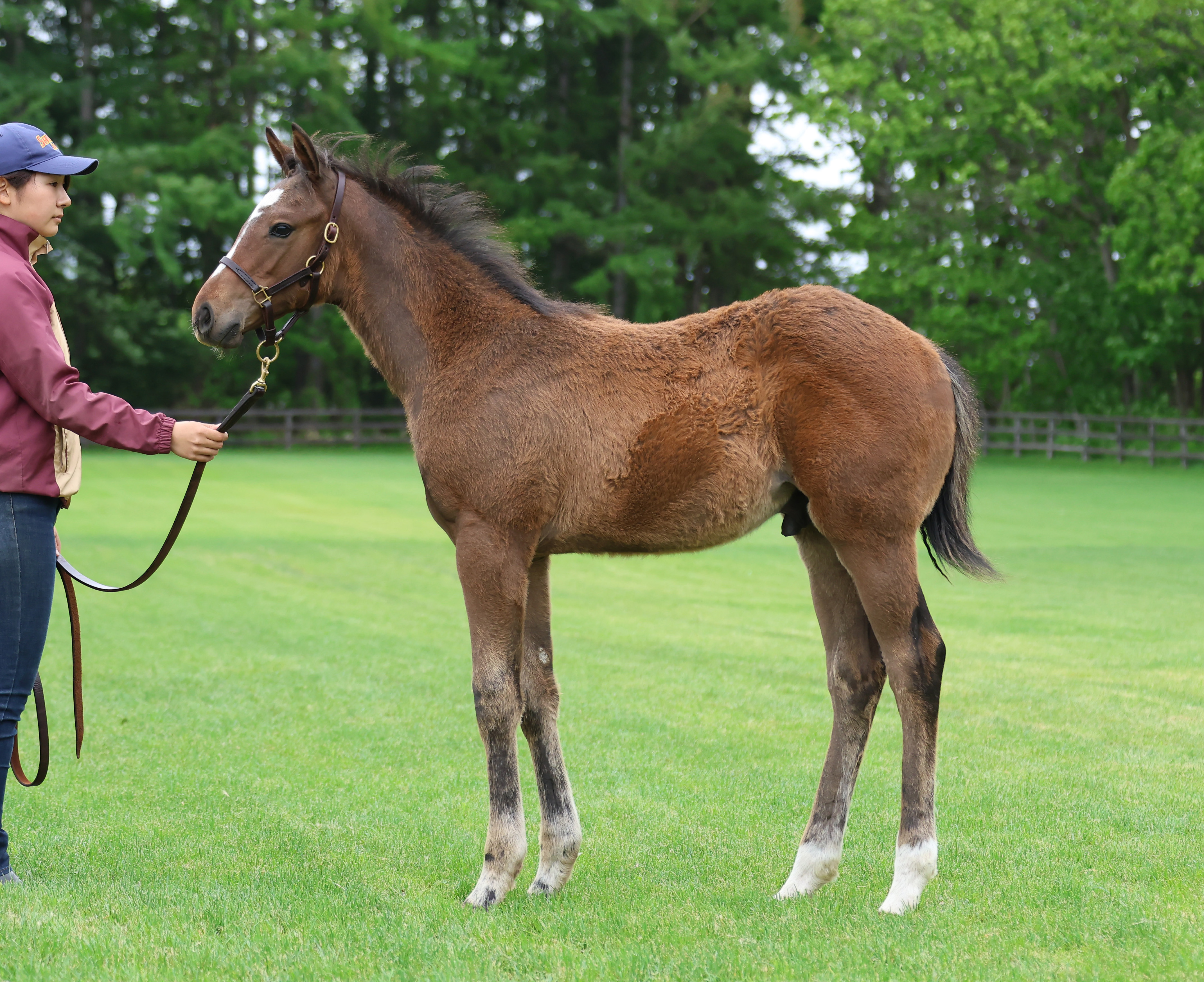 【中古】 ズバリ「この父」を買いなさい！ 中央競馬７２コース/順文社/Ａー１０解析班 中古】 ズバリ「この父」を買いなさい！ 中央競馬72コース / Aー