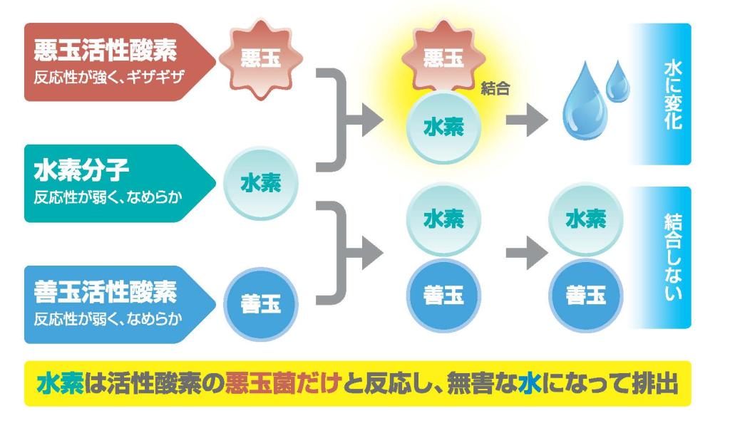 悪玉活性酸素を無毒化する「水素の力」 一週間の摂取で血液中の抗酸化