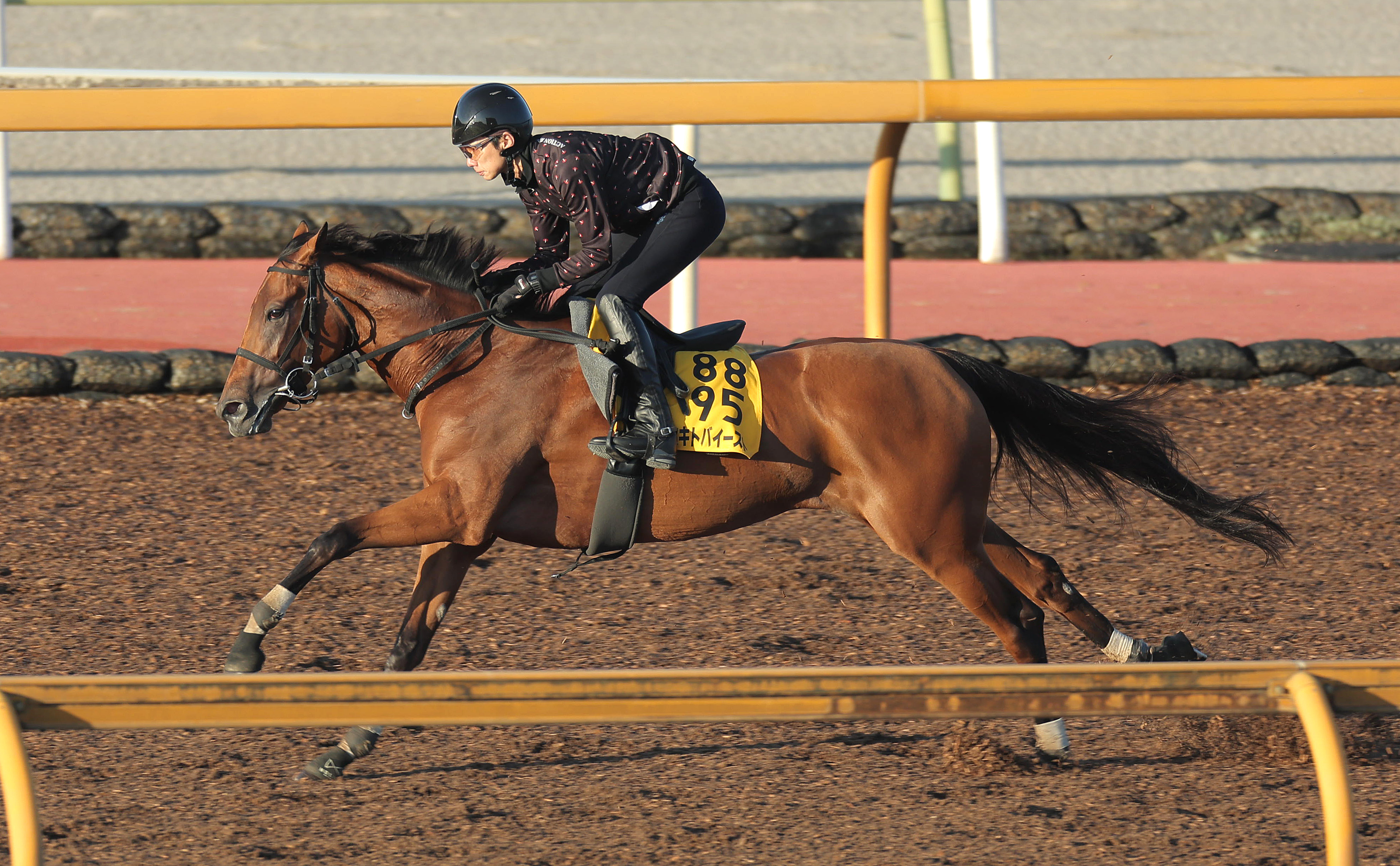 アイルランドT 追い切り】セキトバイースト鋭い伸び 3連勝へ四位