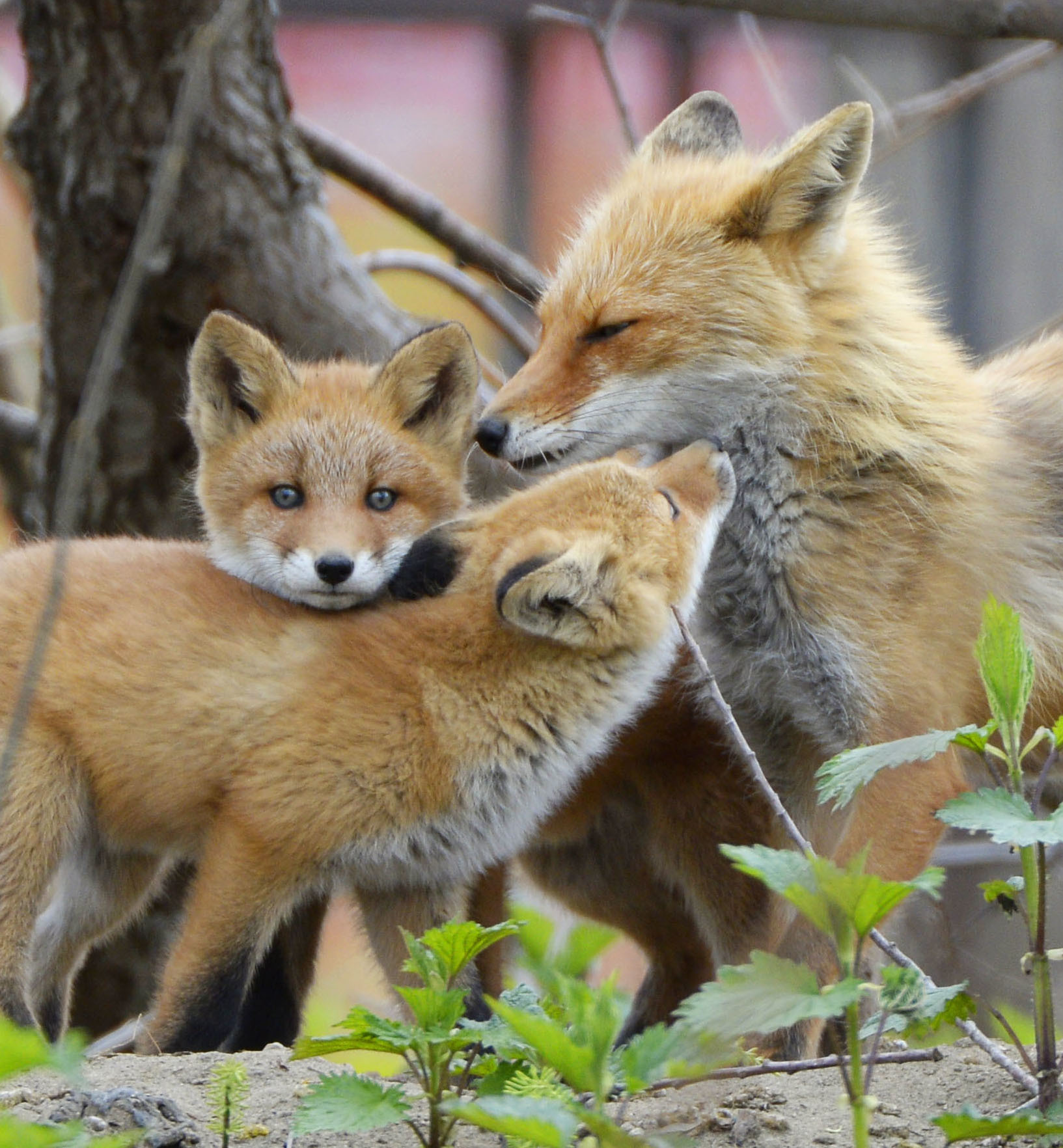 キツネから鳥インフル検出 哺乳類で国内初確認 - 産経ニュース