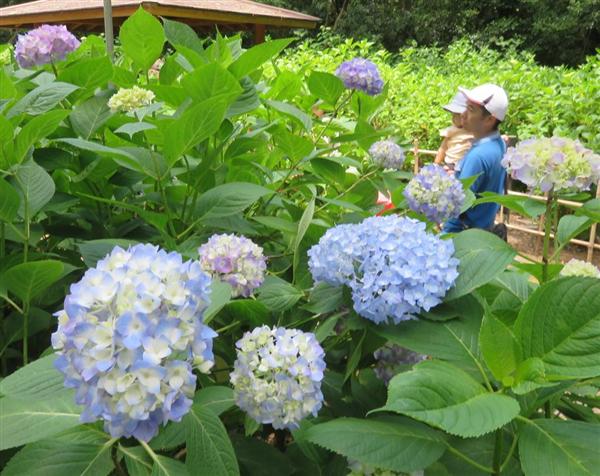 大阪 万博記念公園で あじさい祭 産経ニュース