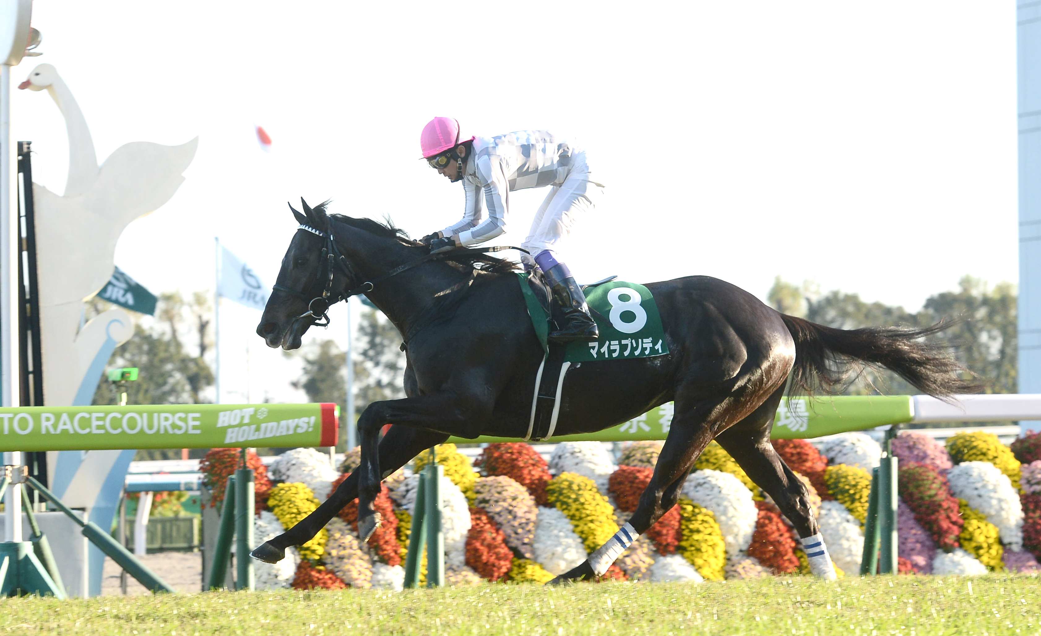 マイラプソディが引退して乗馬に サンスポzbat