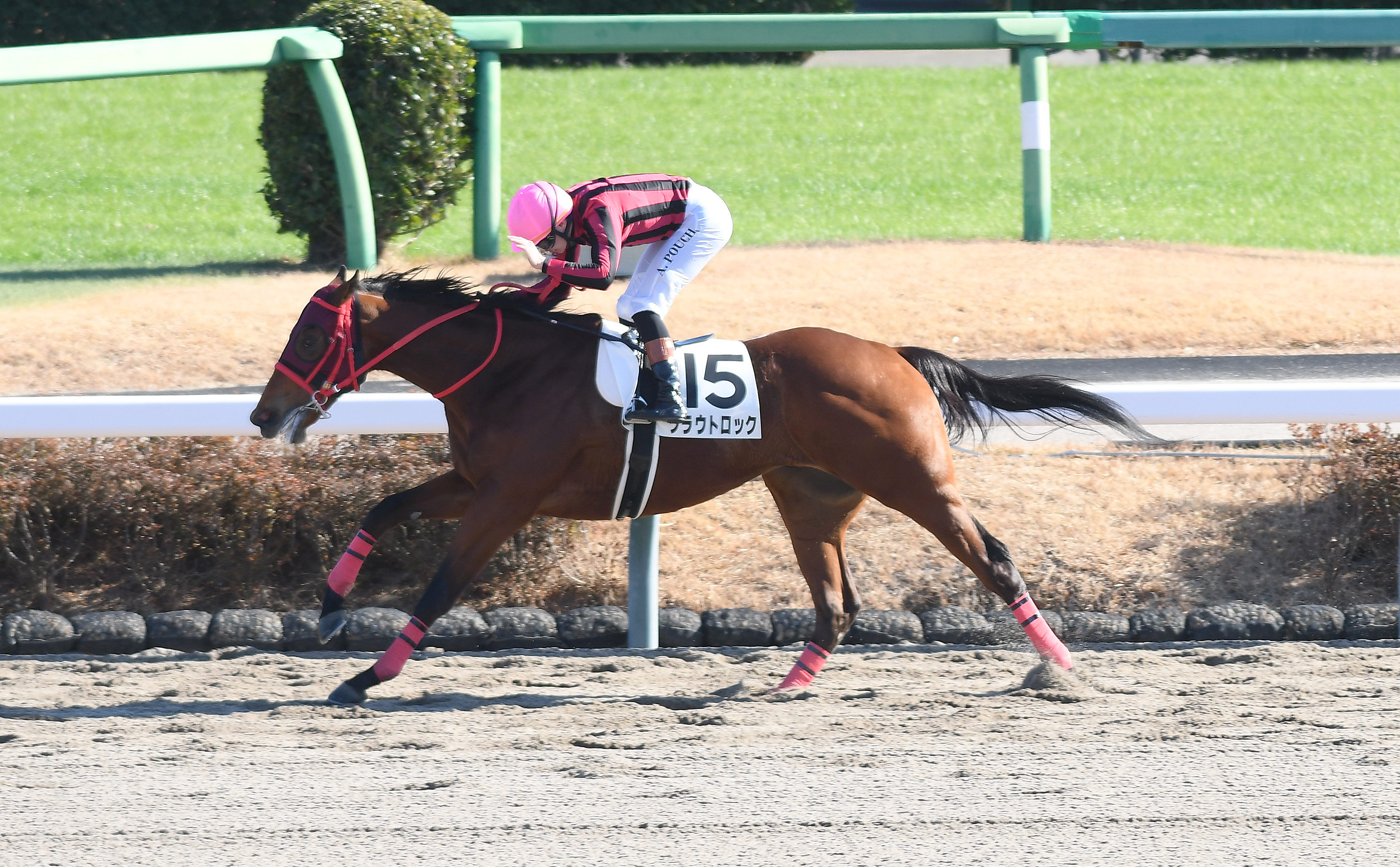 2歳新馬・中山5R】クラウトロックが〝世界〟につながる8馬身差V