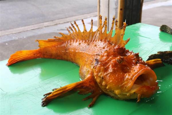  気難しいオレンジの魚 3CW3LHLBBZN6DF6UNUEWP5YGHQ.jpg