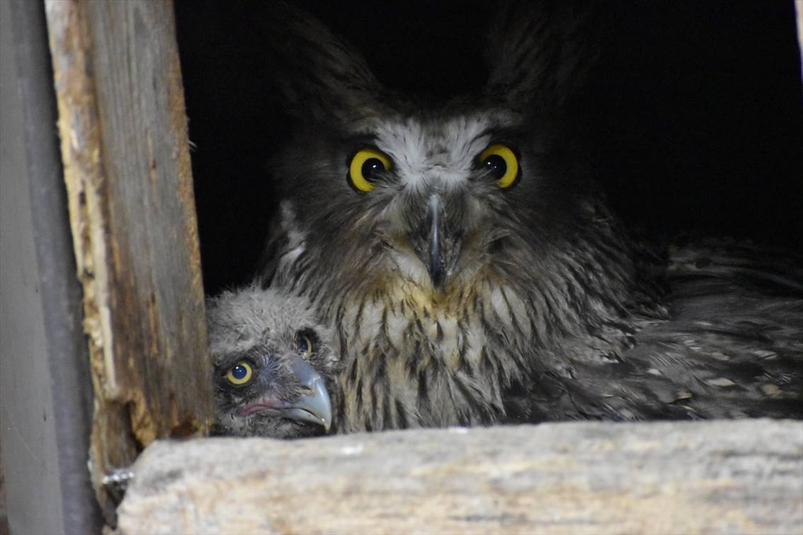 シマフクロウの赤ちゃん 母鳥と巣箱からチラリ 札幌 円山動物園 産経ニュース