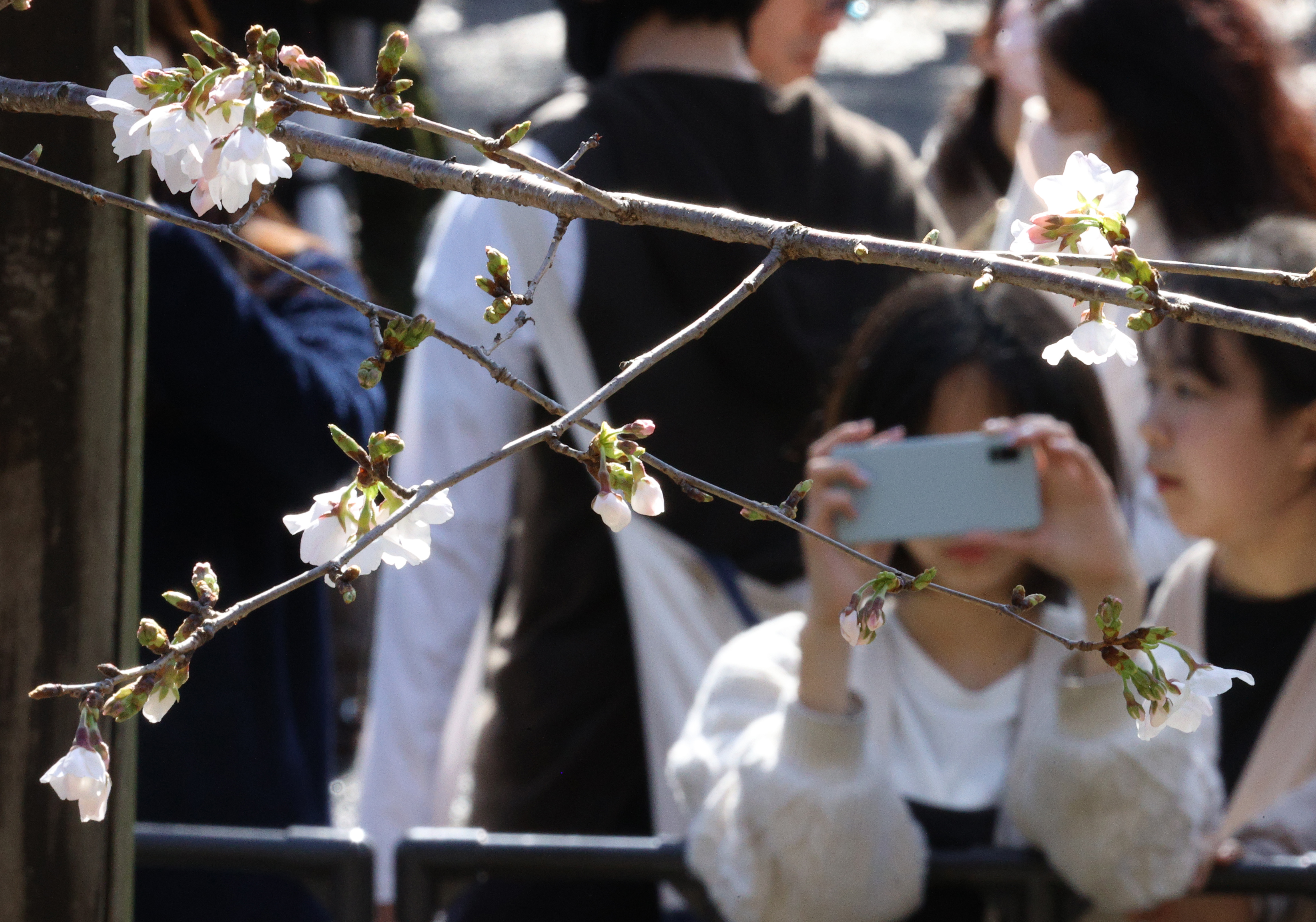 東京にサクラ咲いた 平年より5日遅く開花宣言 桜便り2024