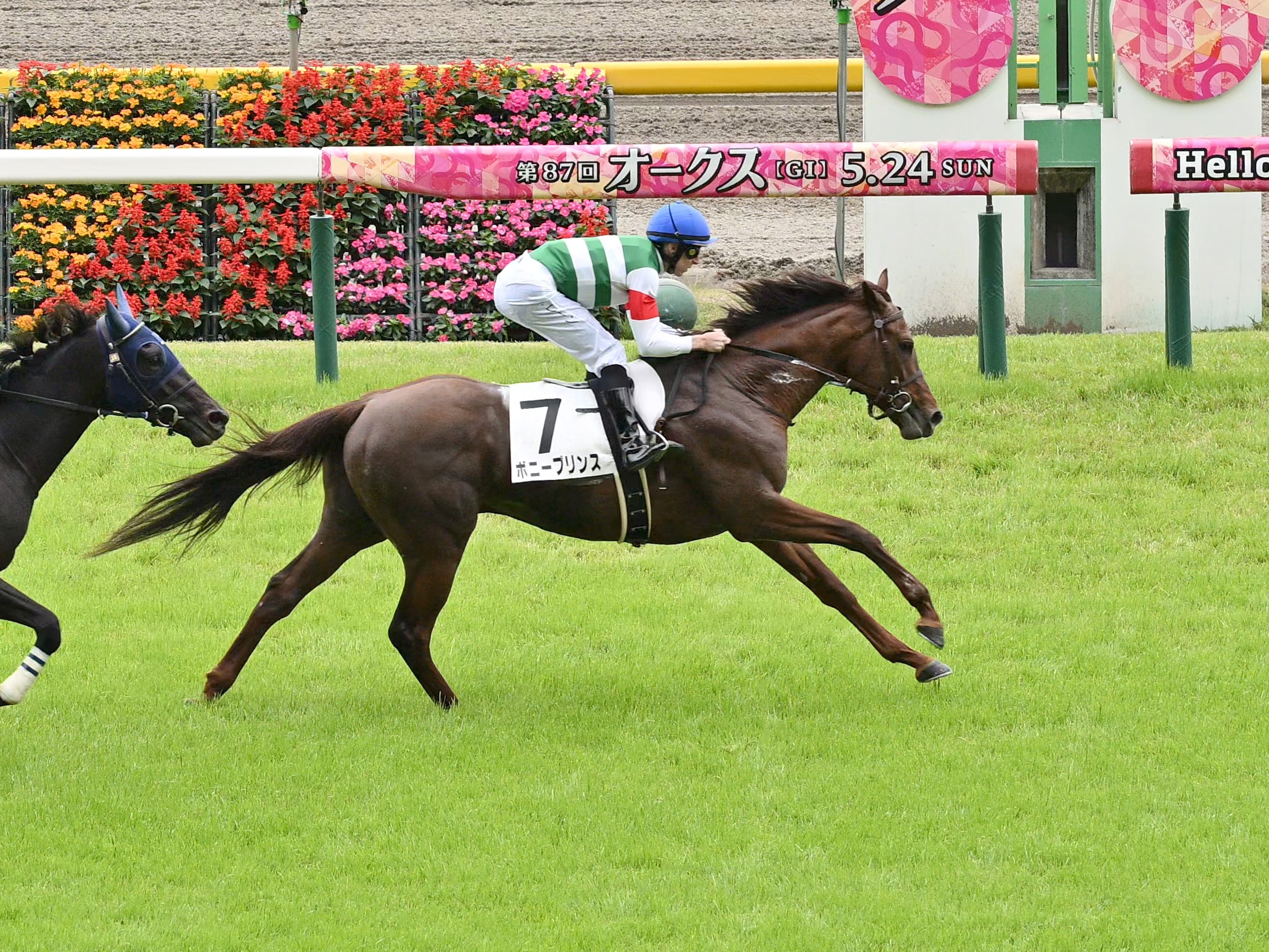 東西記者 今週の狙い馬】夏は上がり馬の季節！ボニープリンスの飛躍に
