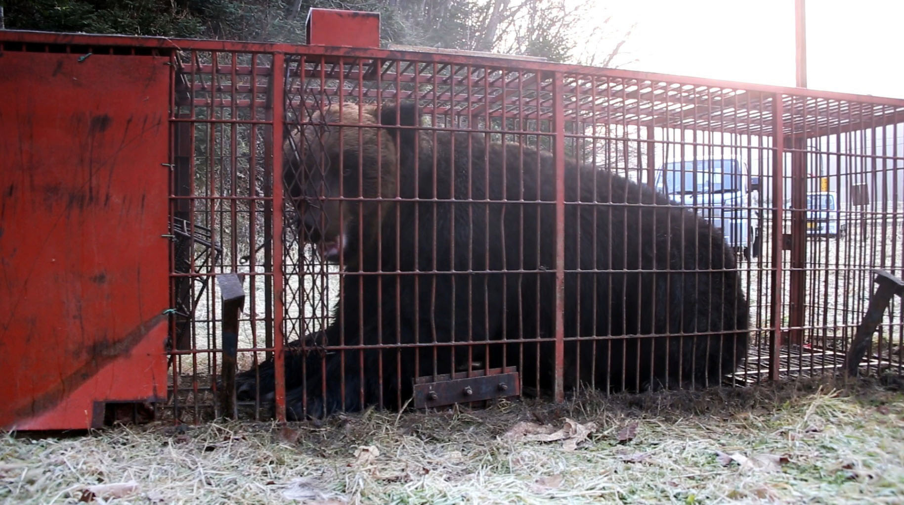 北海道苫前町で380キロ巨大ヒグマ捕獲 夏以降、複数回確認された個体か