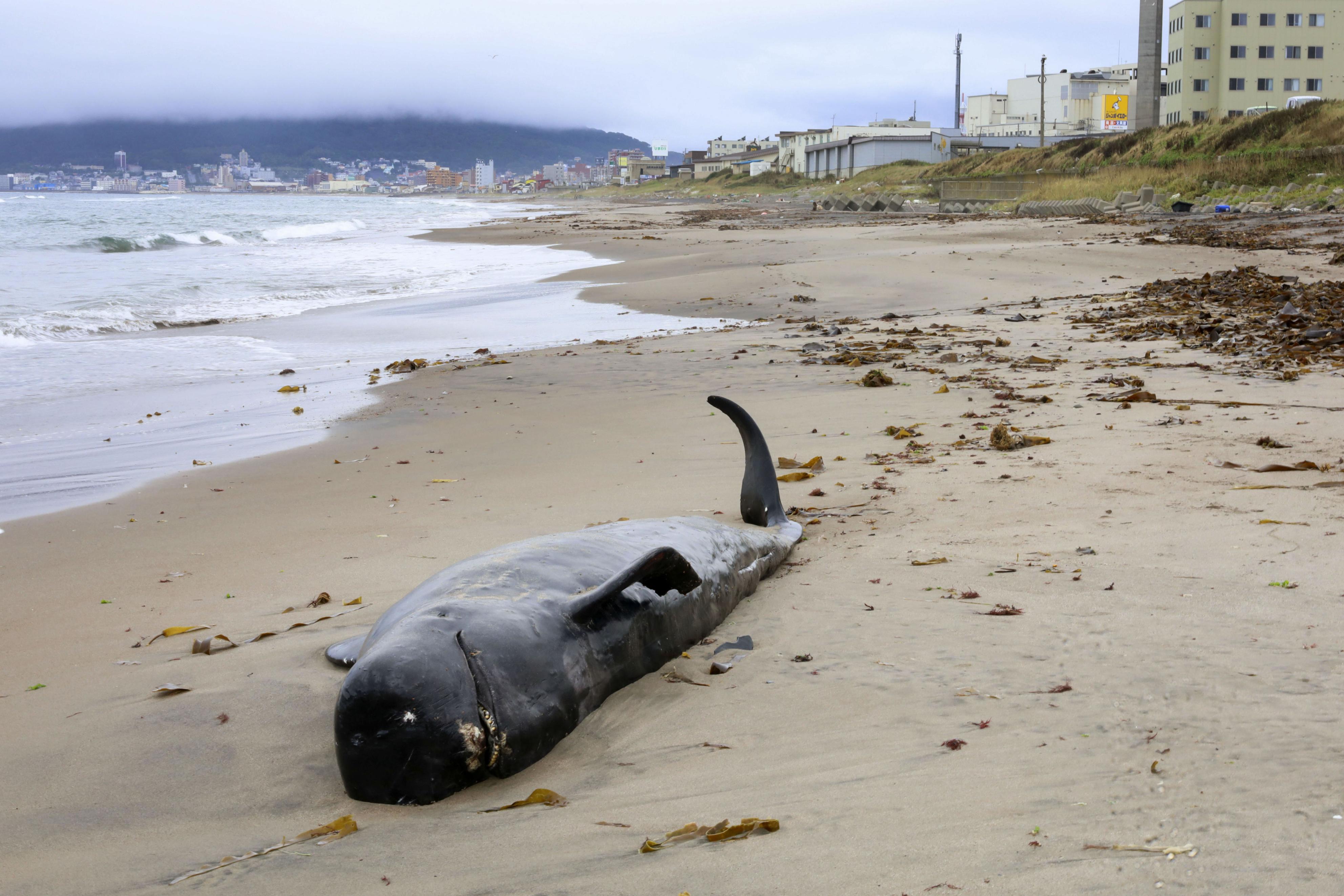北海道・函館にクジラ漂着 体長4・8メートル、自然死か - 産経ニュース