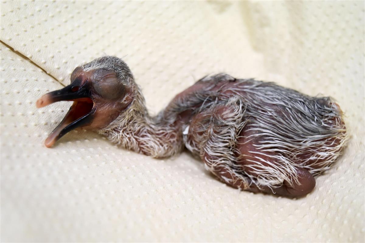 鴨の剥製 雄雌ツガイ （トキのひな、12年連続誕生 石川の